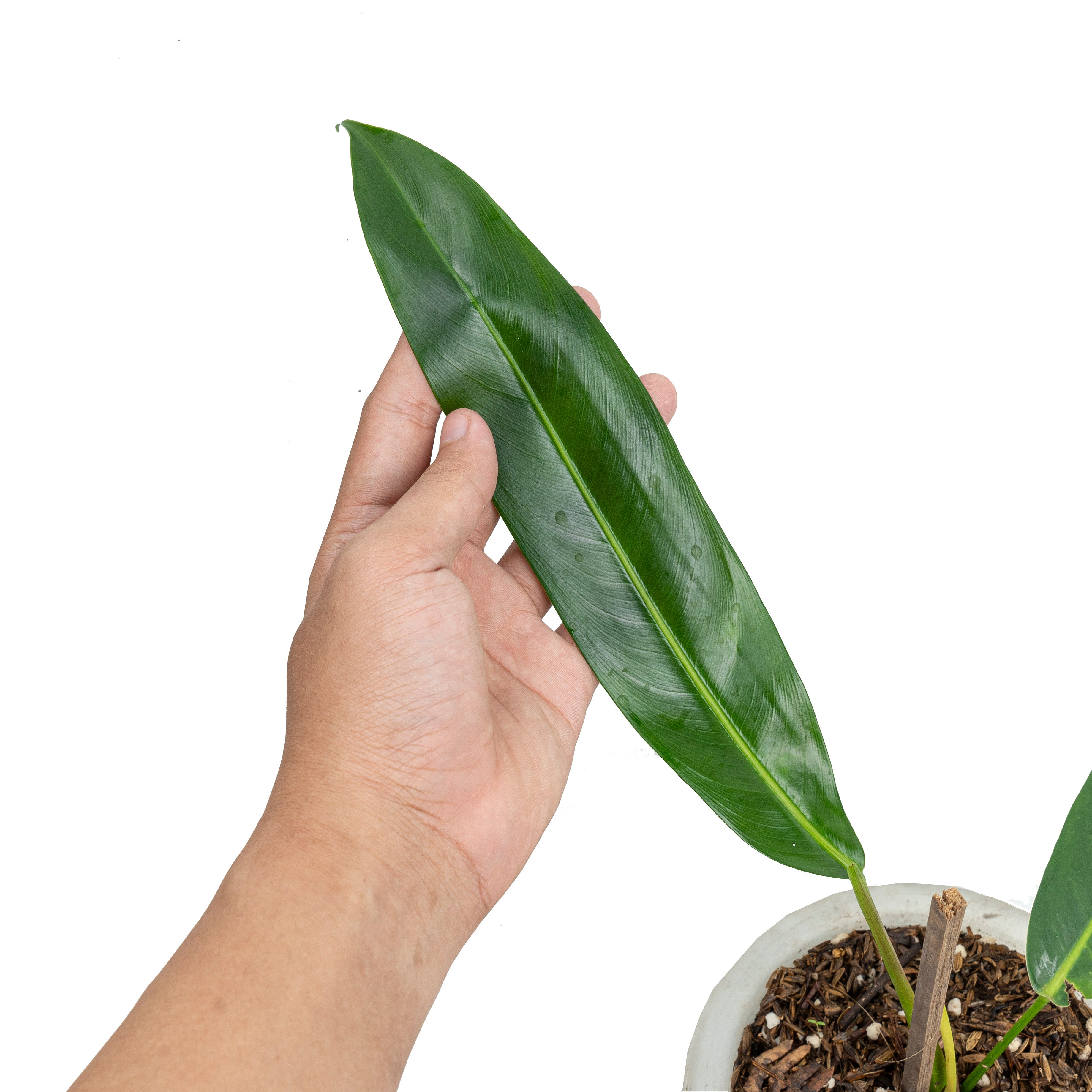 Philodendron Patriciae