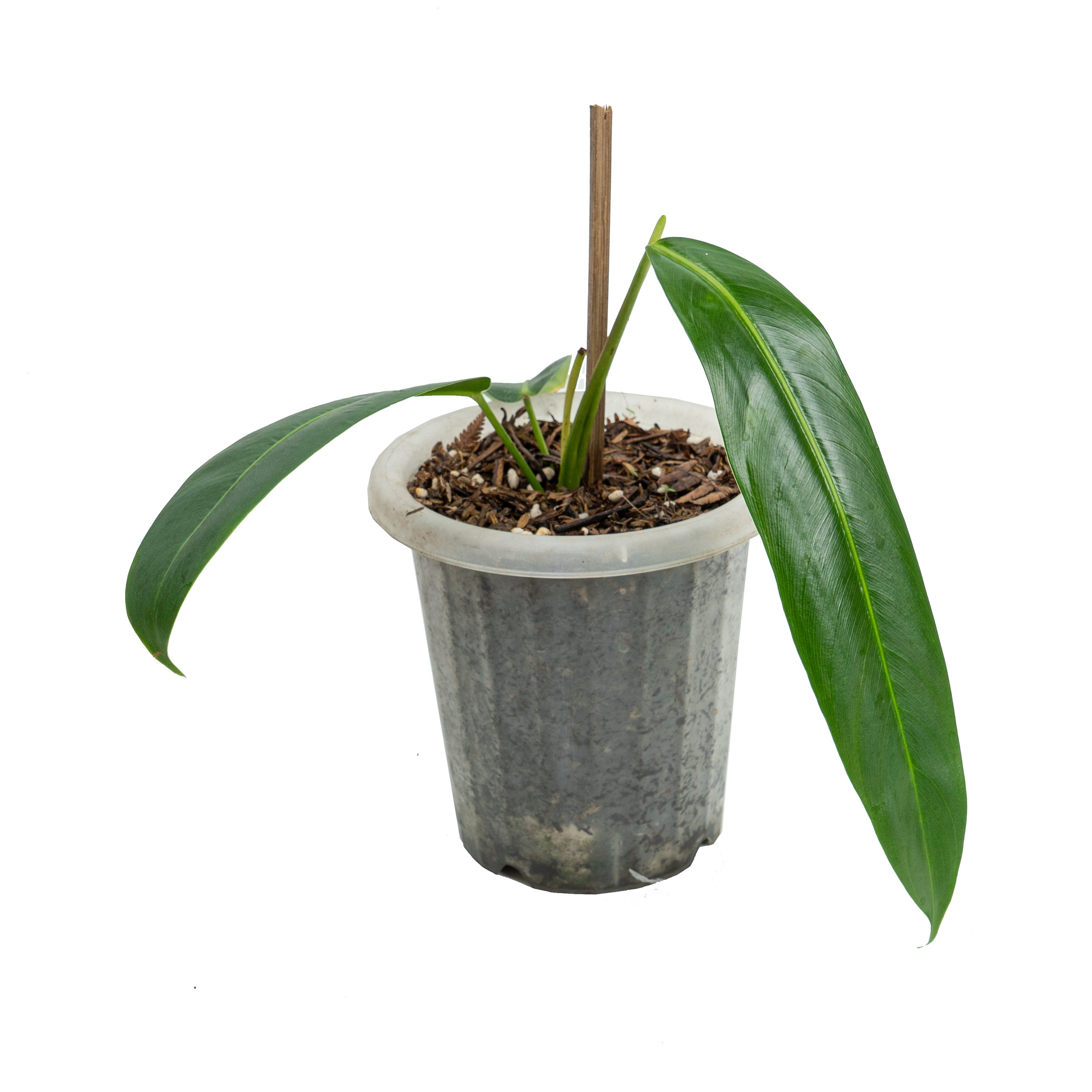 Philodendron Patriciae