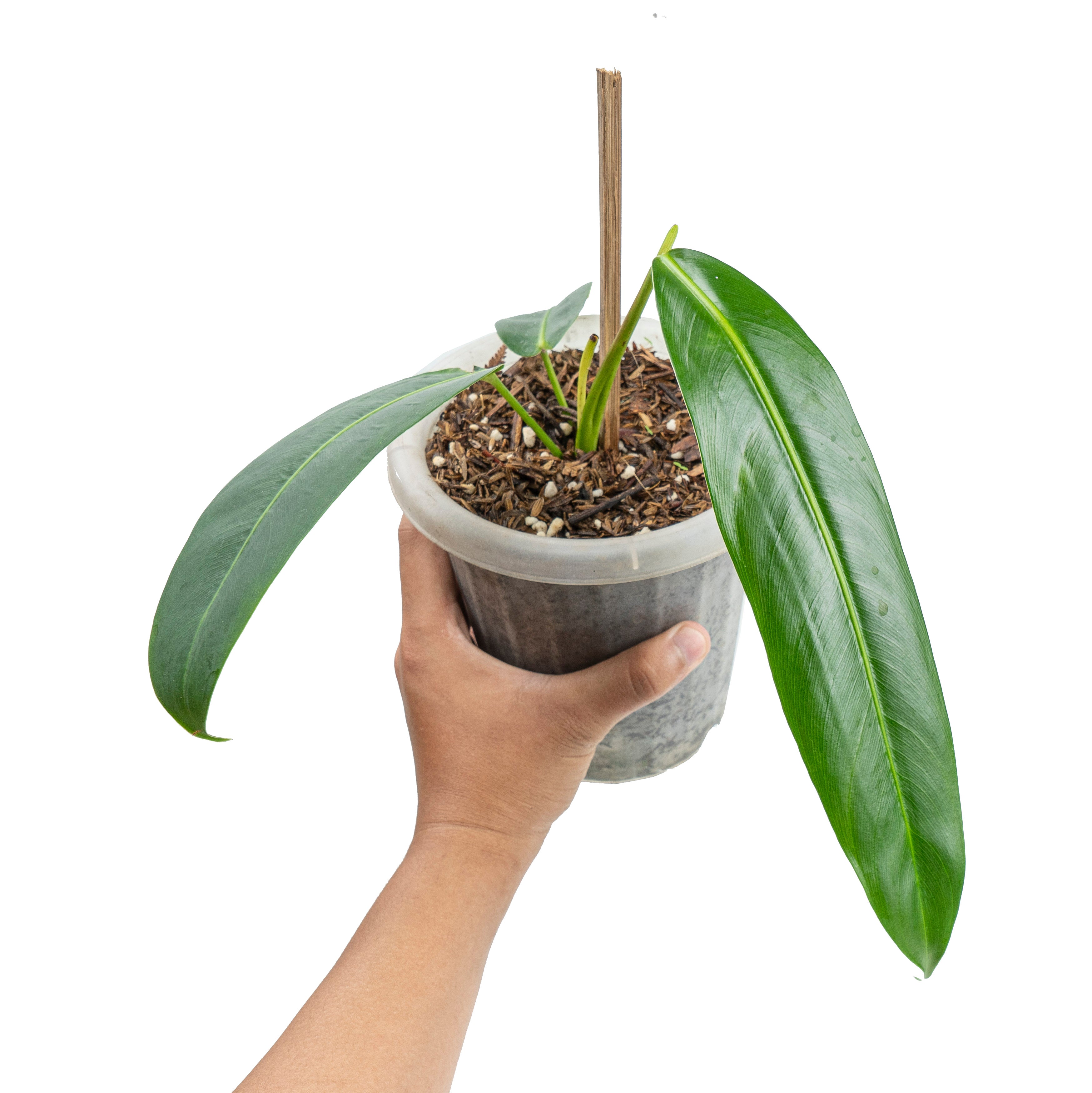 Philodendron Patriciae