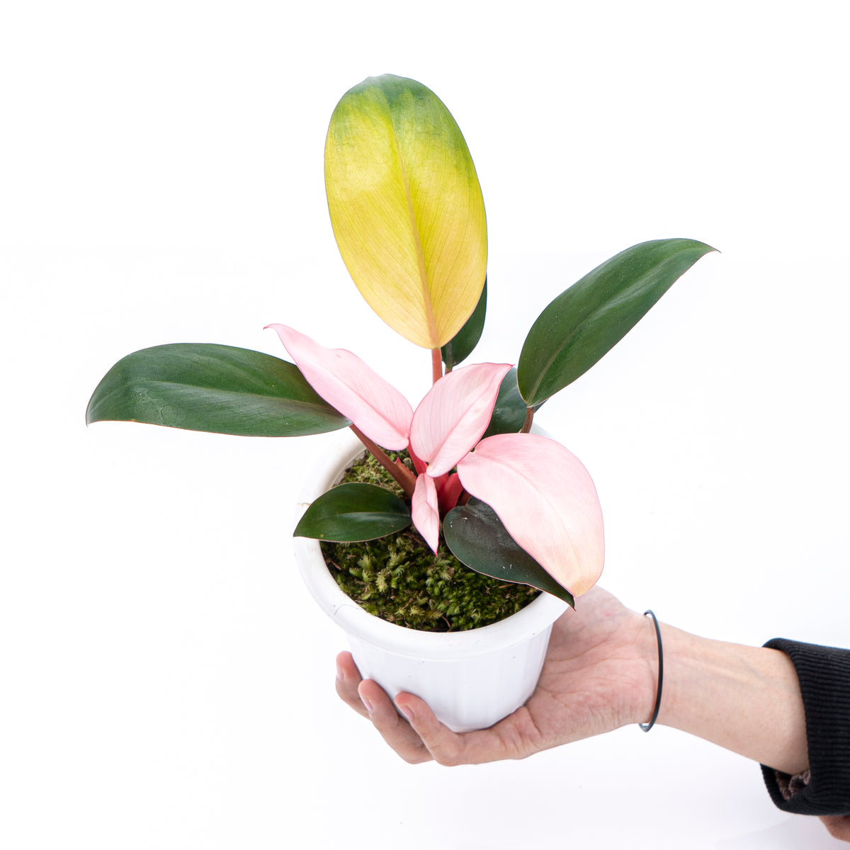 Philodendron Pink Congo