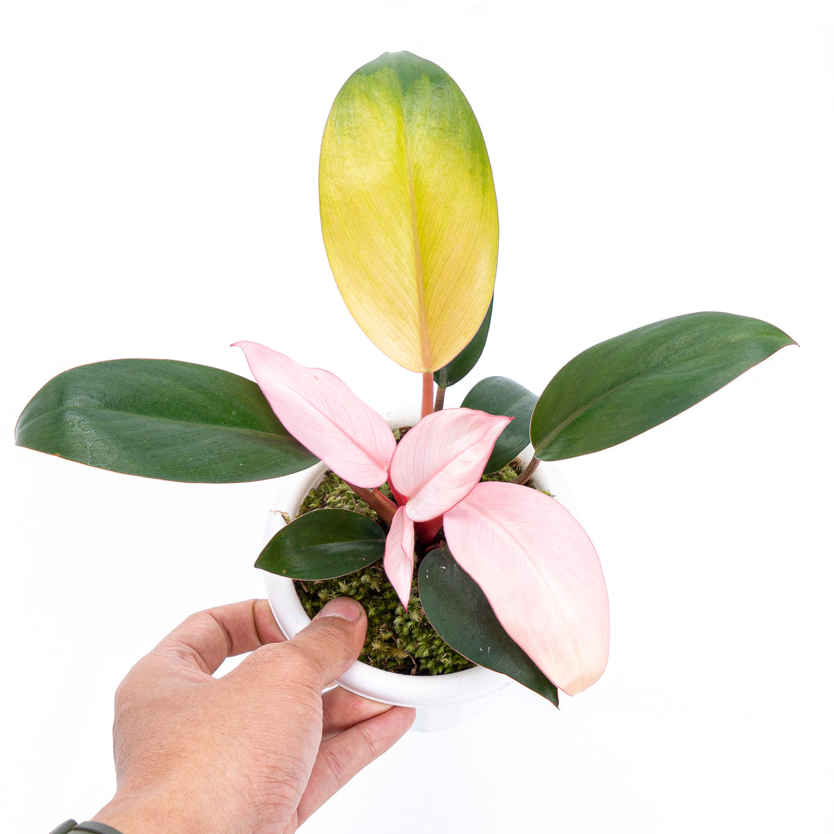 Philodendron Pink Congo