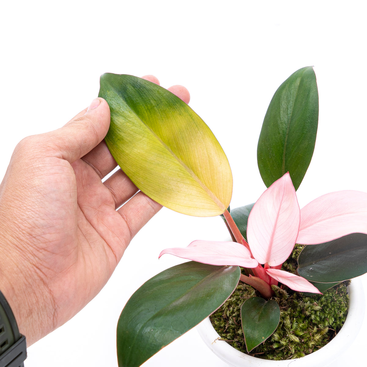 Philodendron Pink Congo
