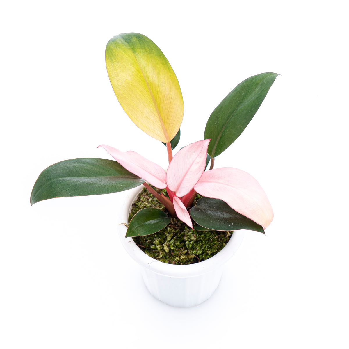 Philodendron Pink Congo