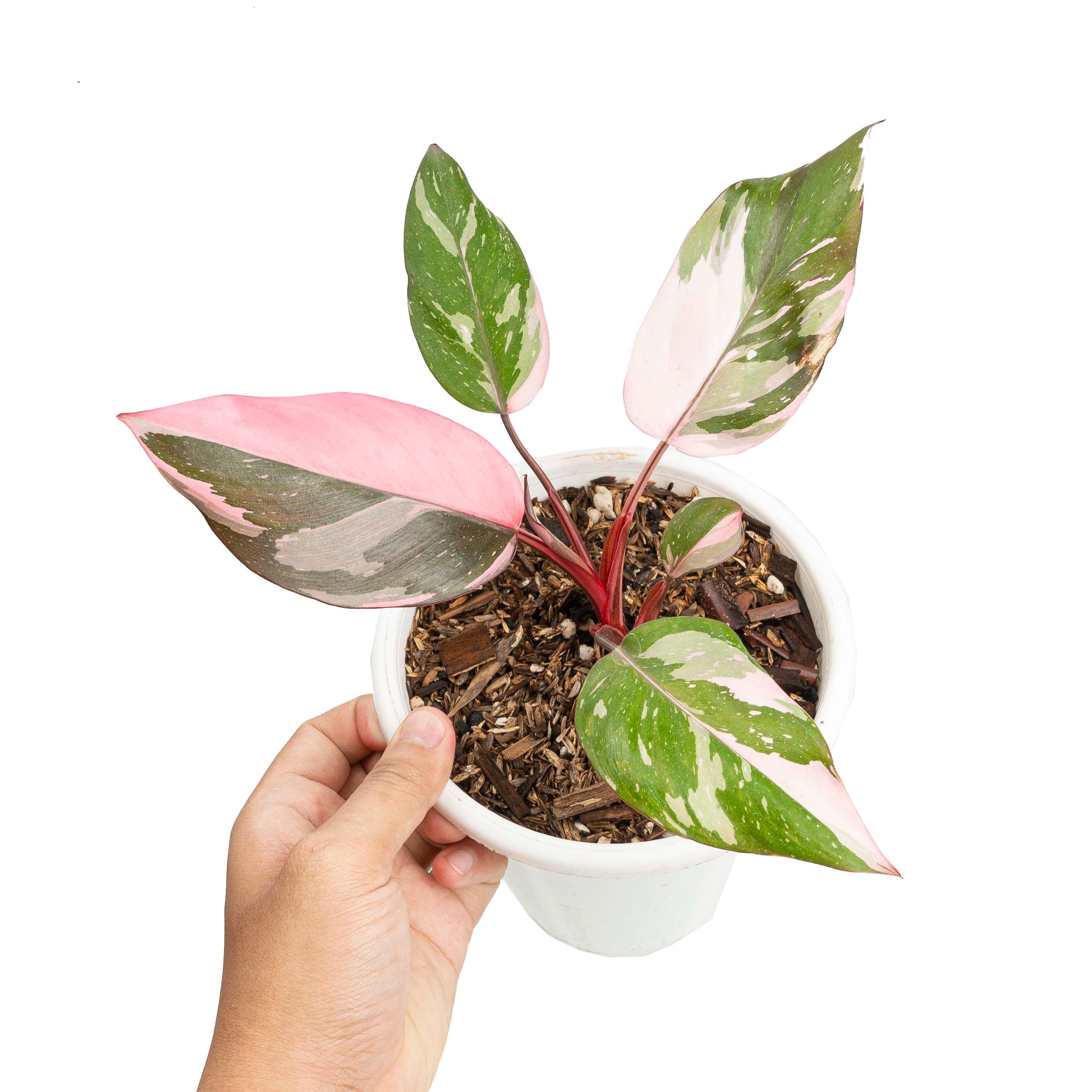 Philodendron pink princess marble