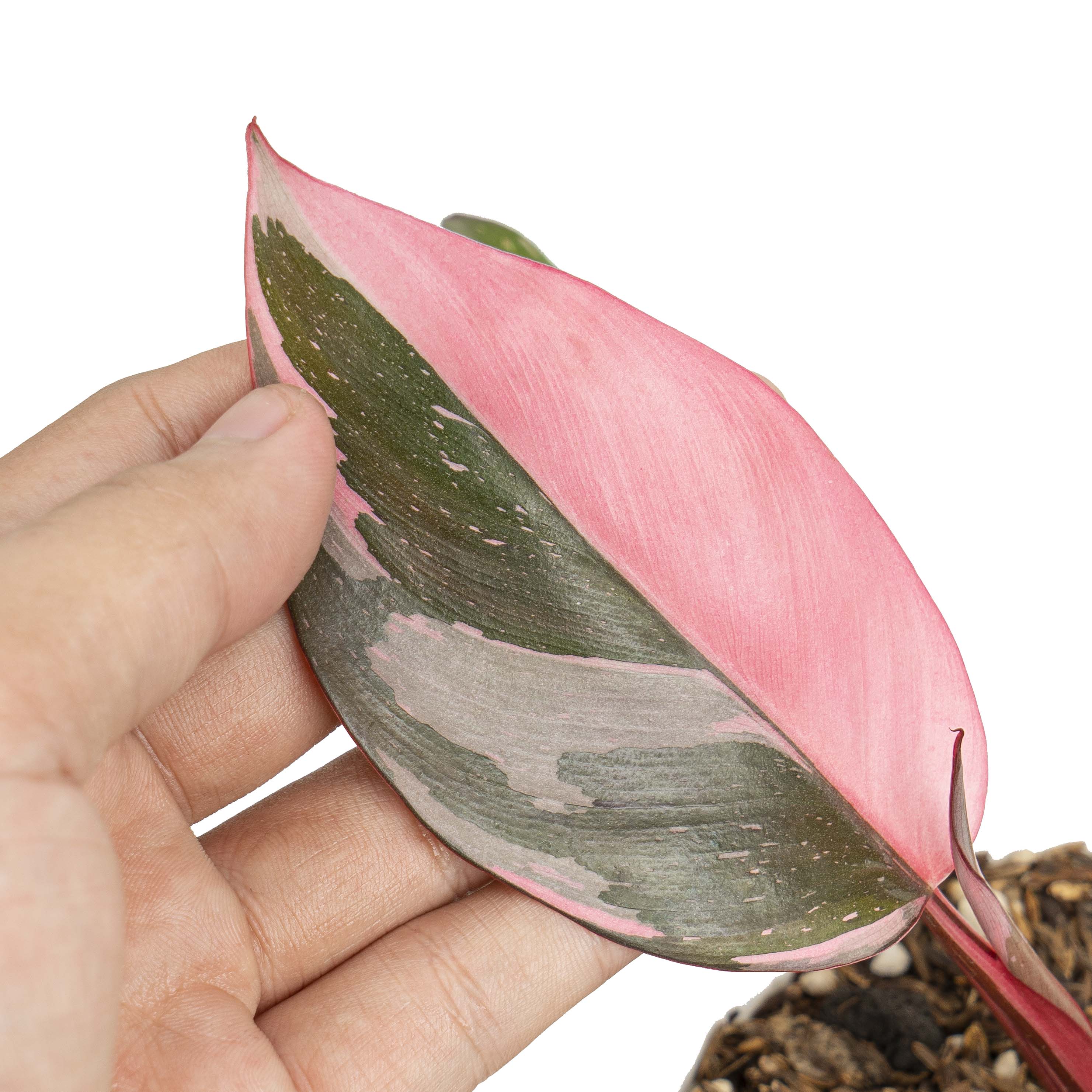Philodendron pink princess marble