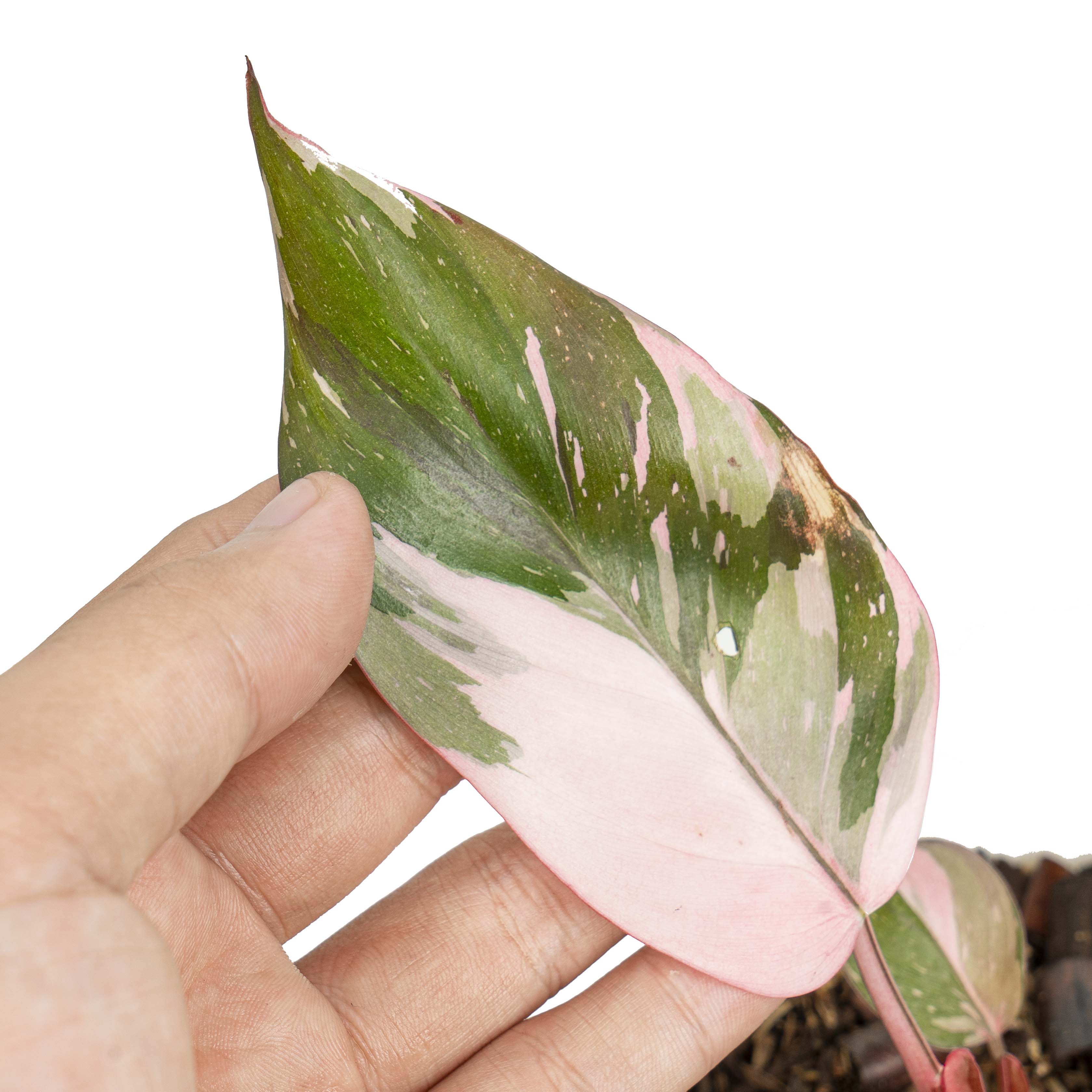 Philodendron pink princess marble