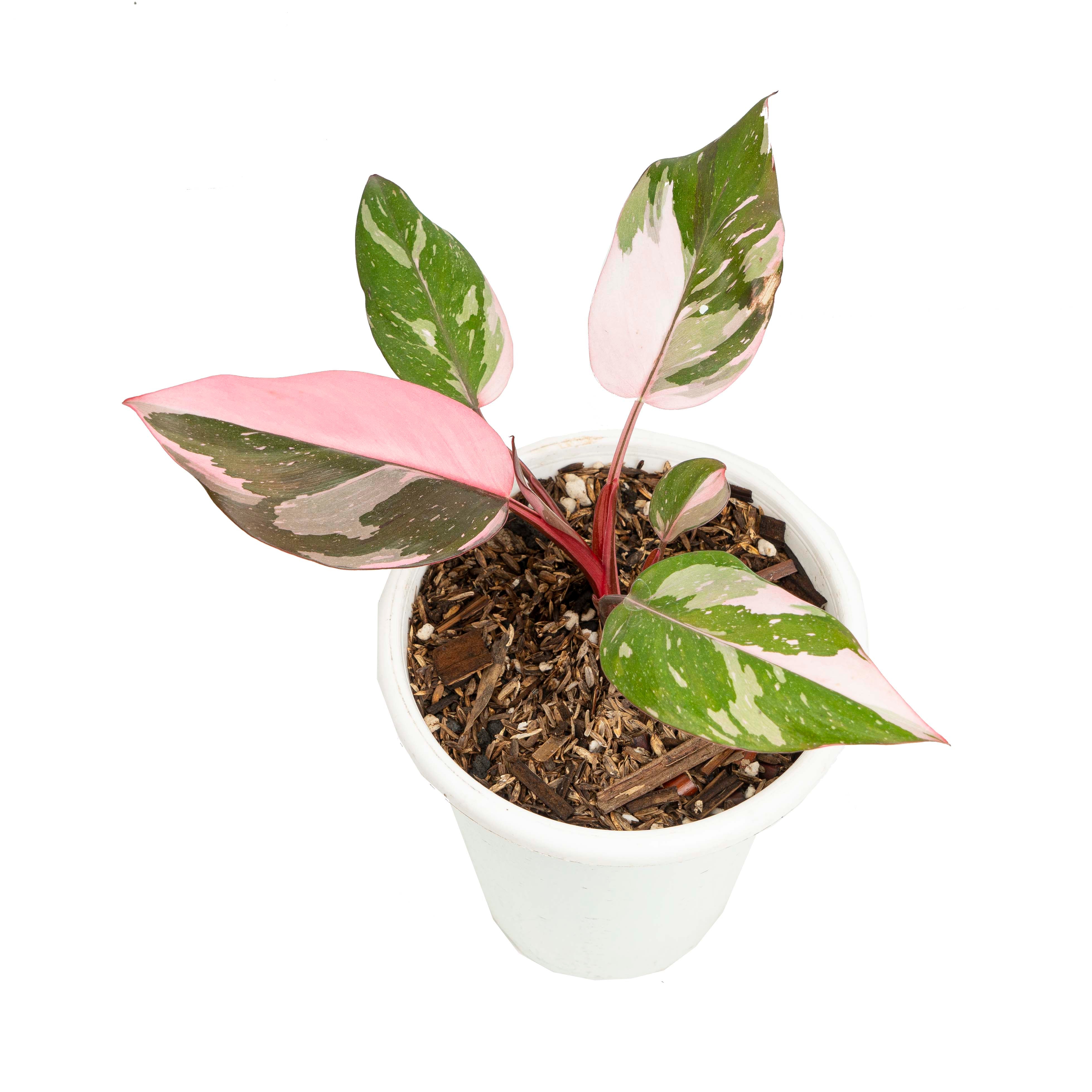 Philodendron pink princess marble