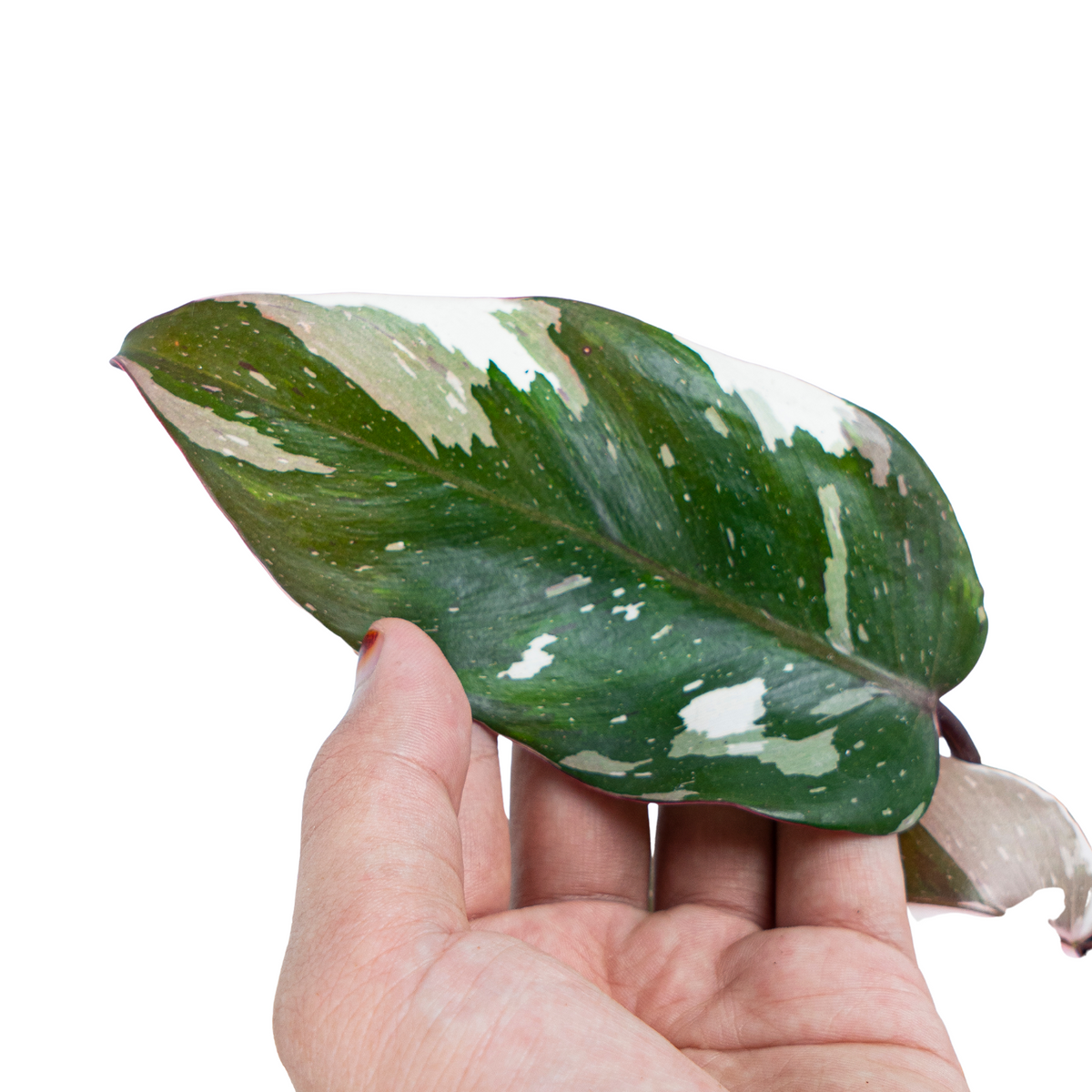 Philodendron Red Anderson