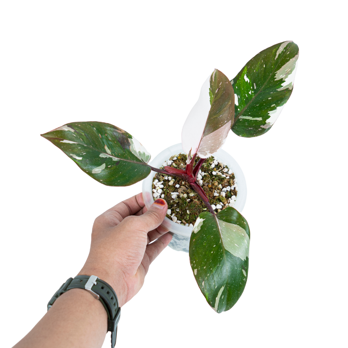 Philodendron Red Anderson