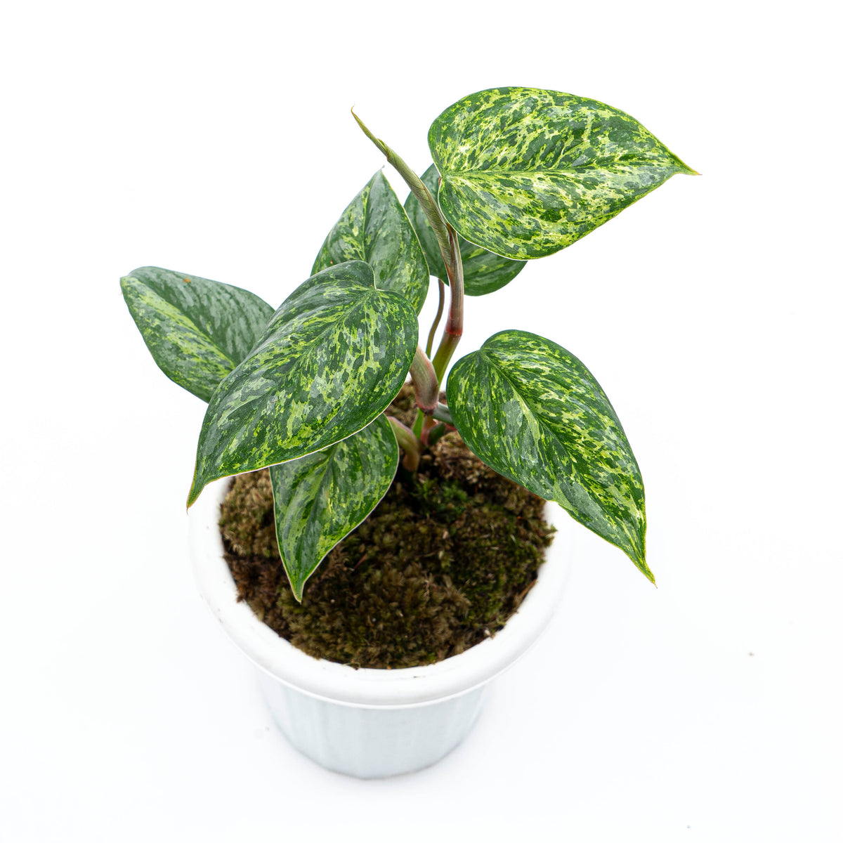 Philodendron Sodiroi Variegated