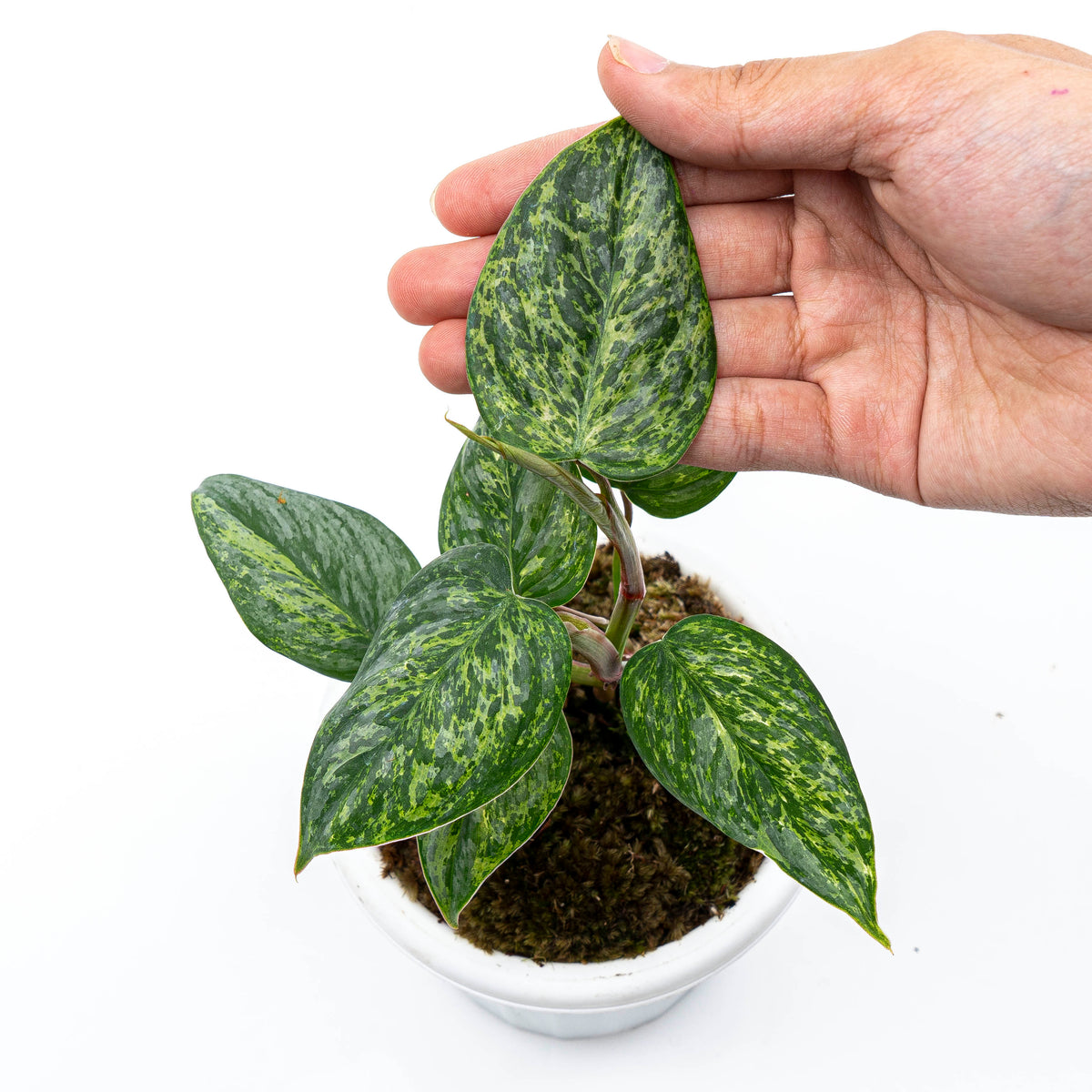 Philodendron Sodiroi Variegated