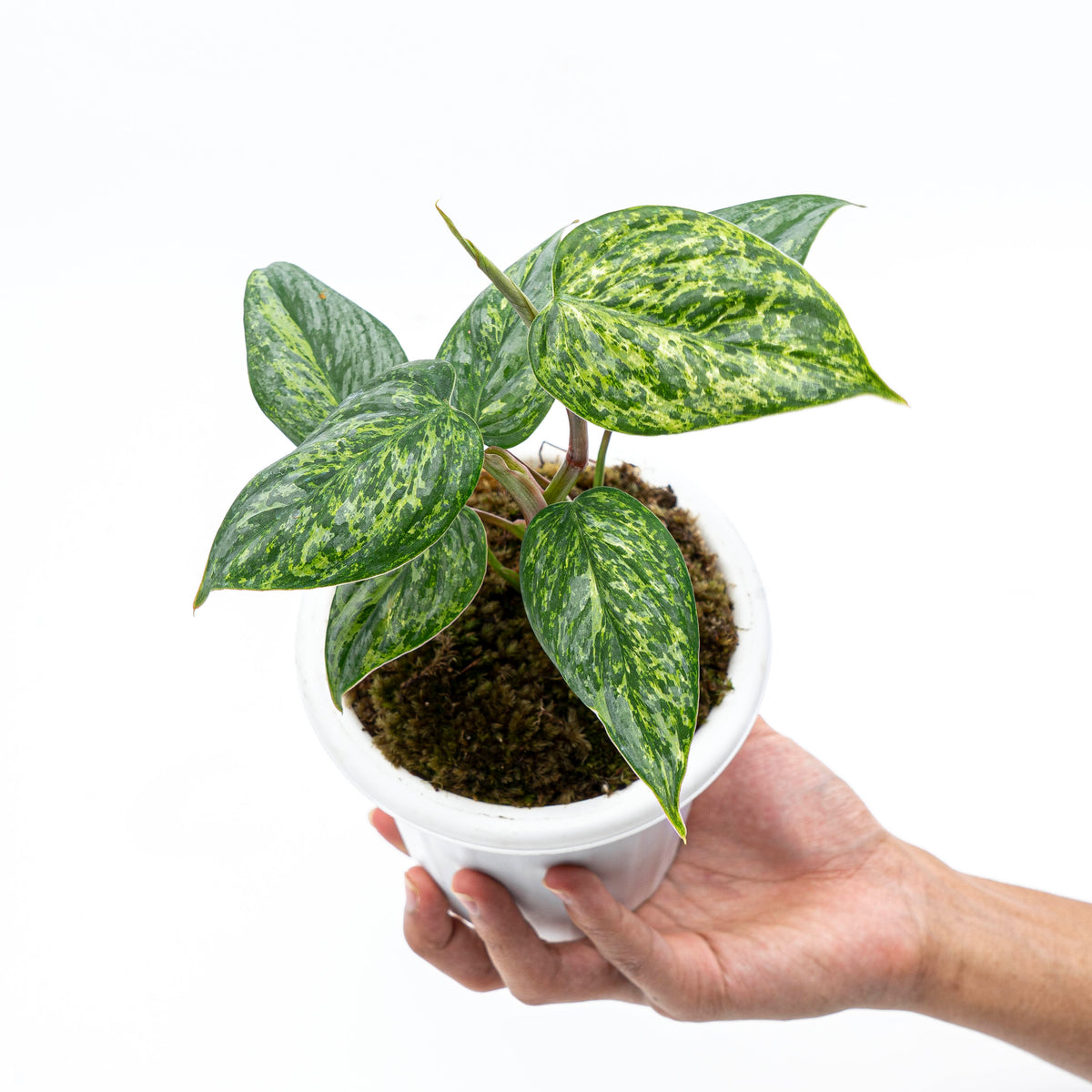 Philodendron Sodiroi Variegated