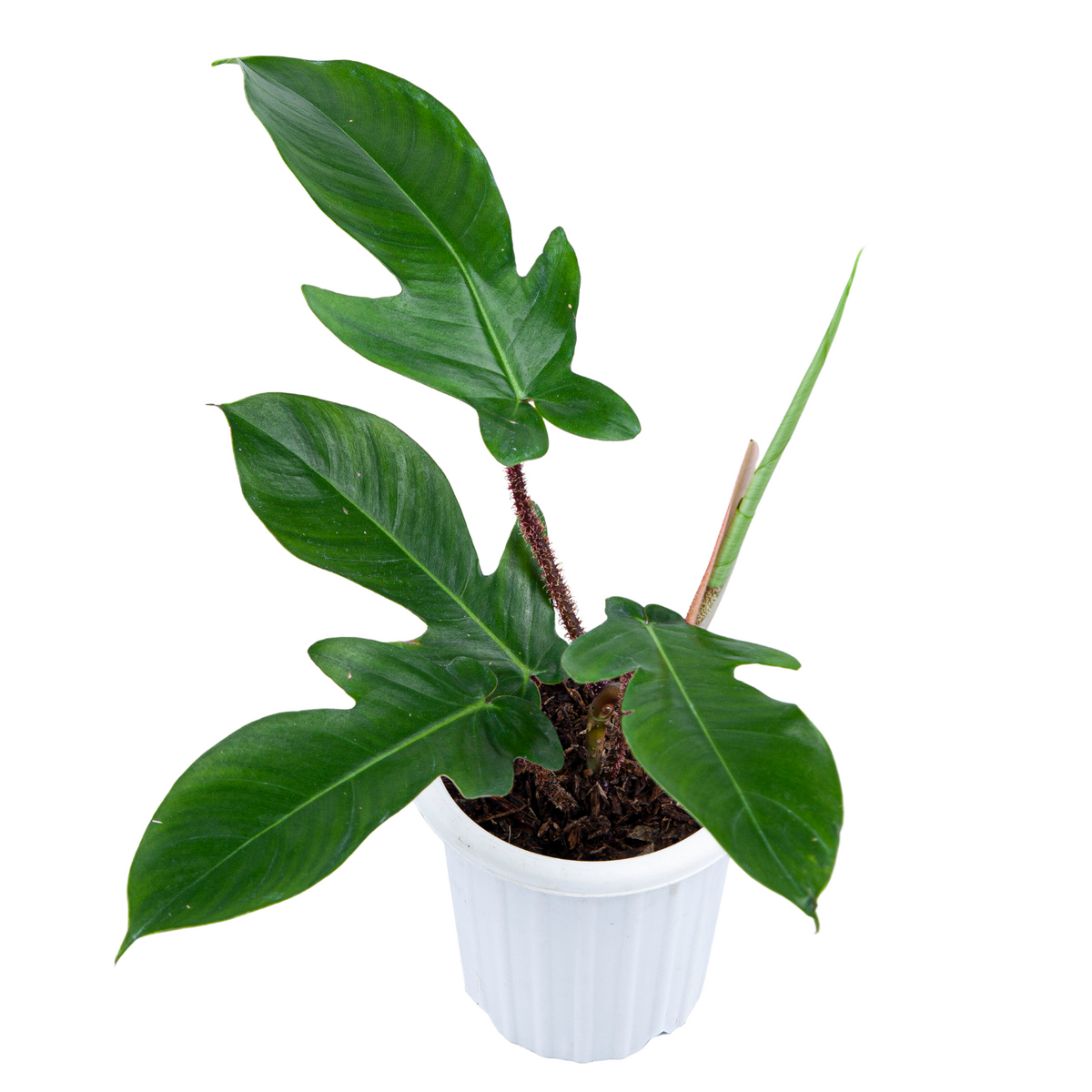 Philodendron Squamiferum