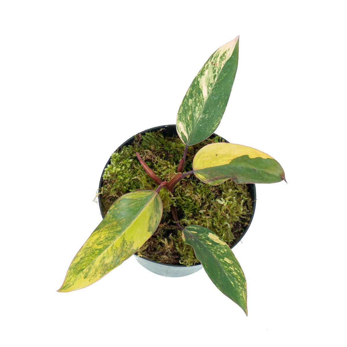 Philodendron Strawberry Shake