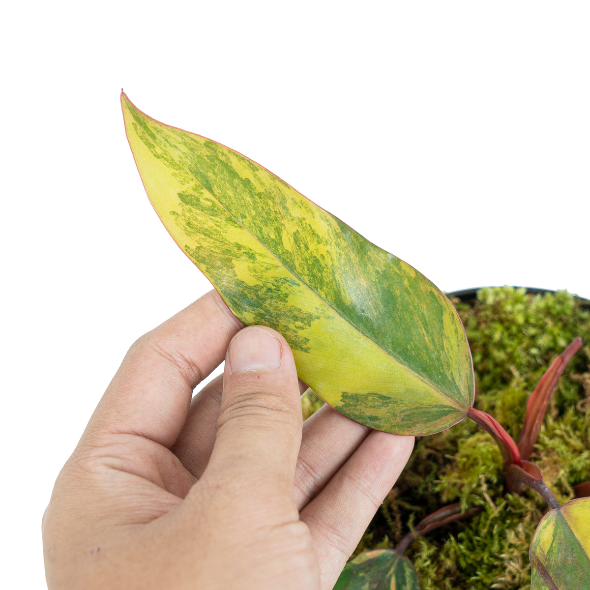 Philodendron Strawberry Shake