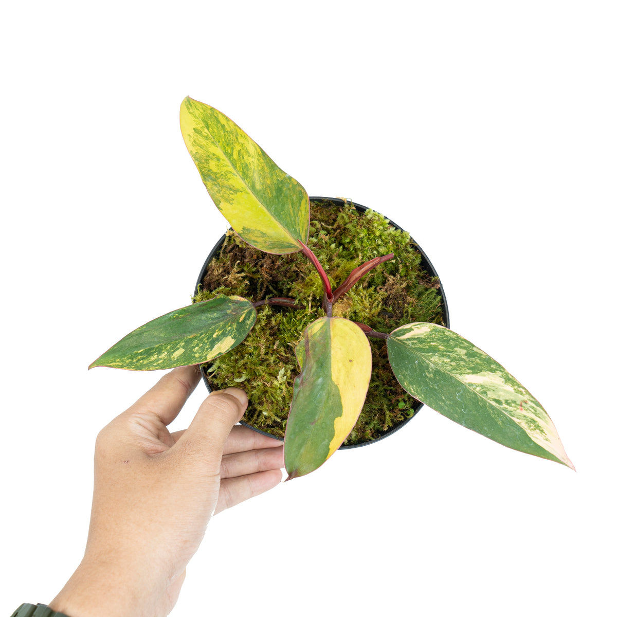 Philodendron Strawberry Shake