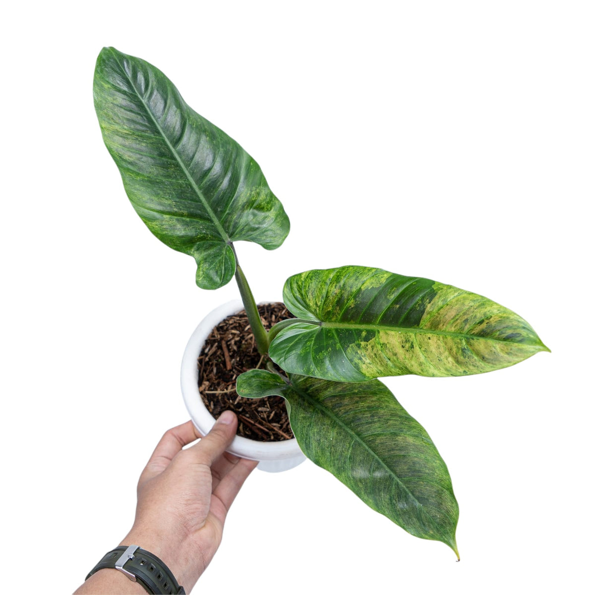 Philodendron Subhastatum Variegated