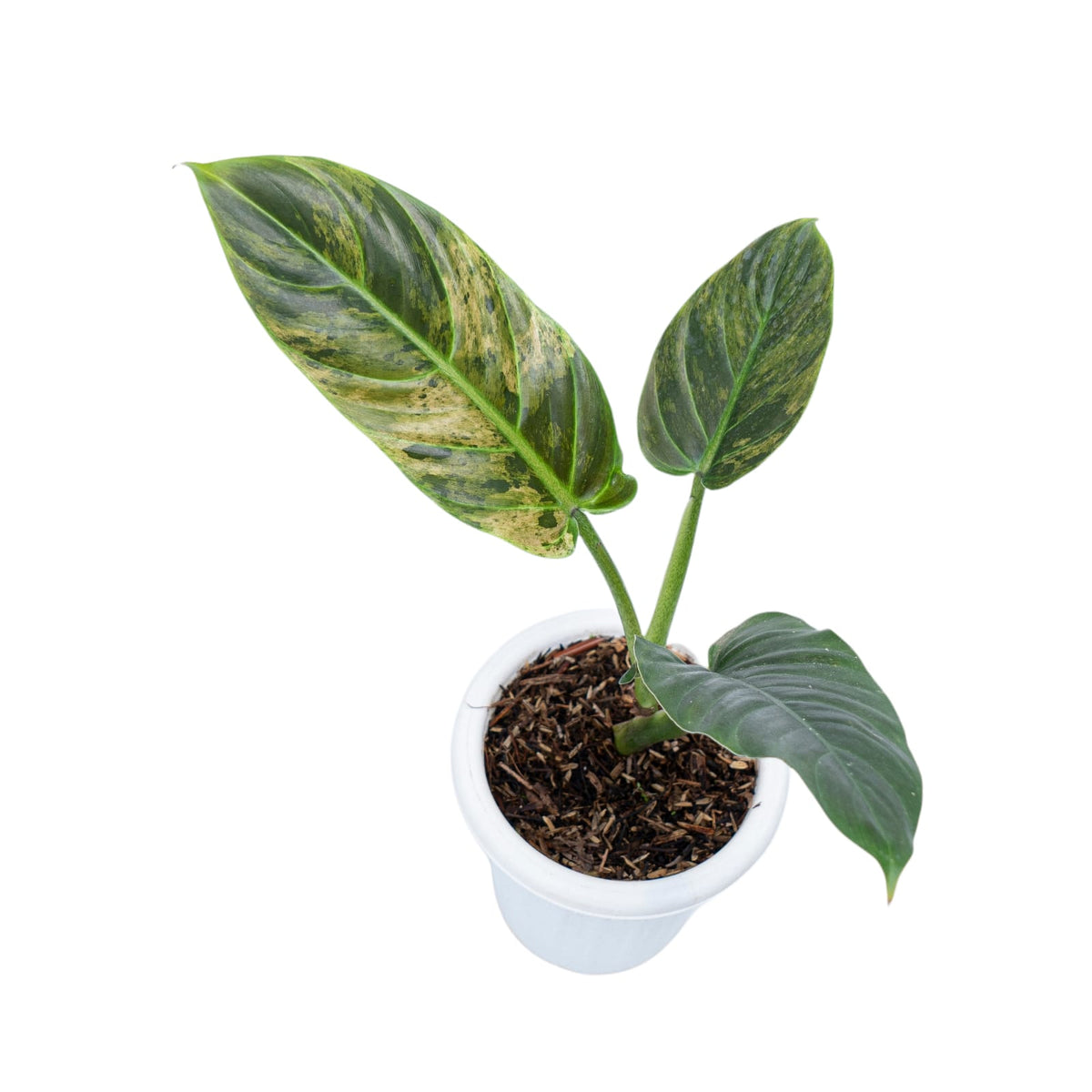 Philodendron Subhastatum Variegated