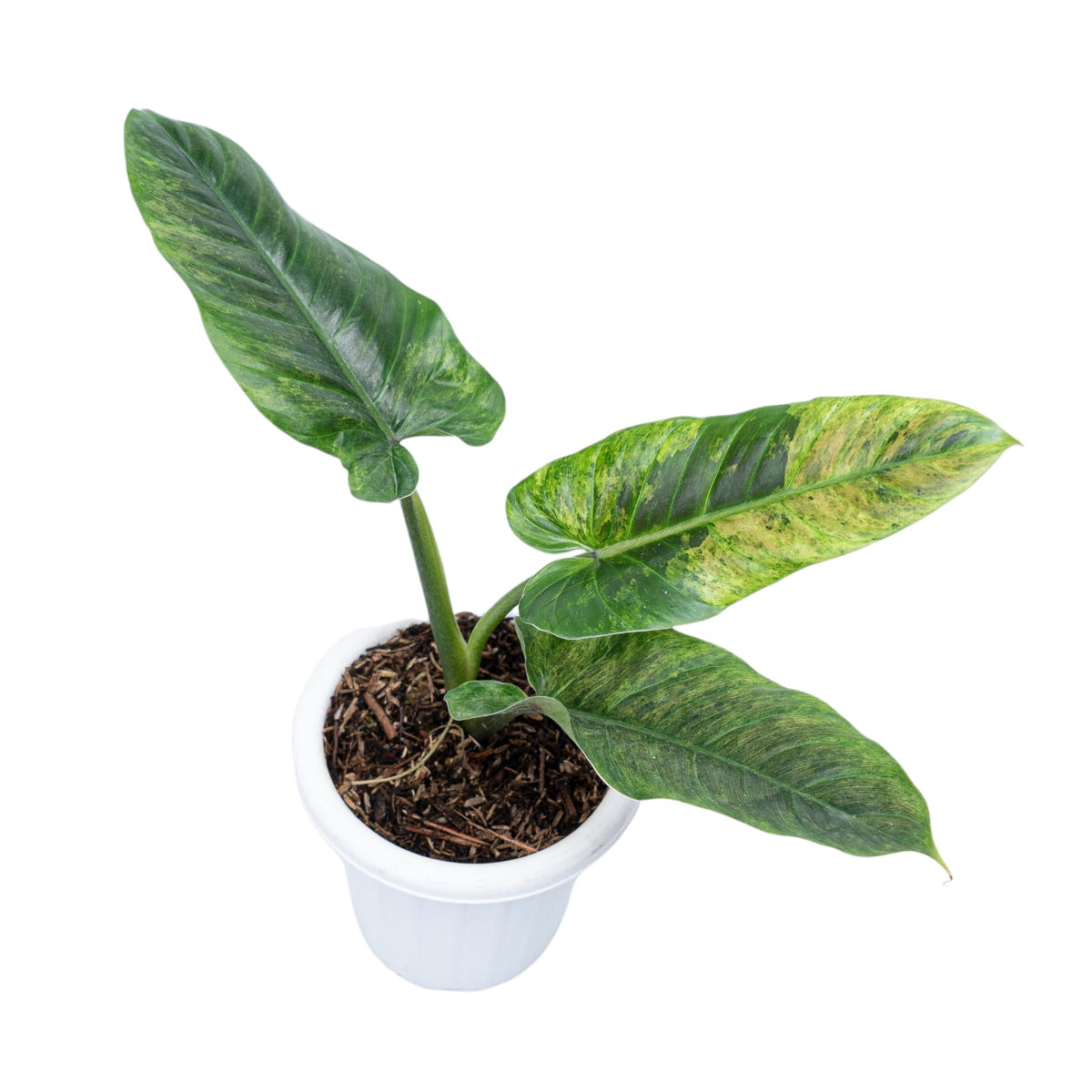 Philodendron Subhastatum Variegated