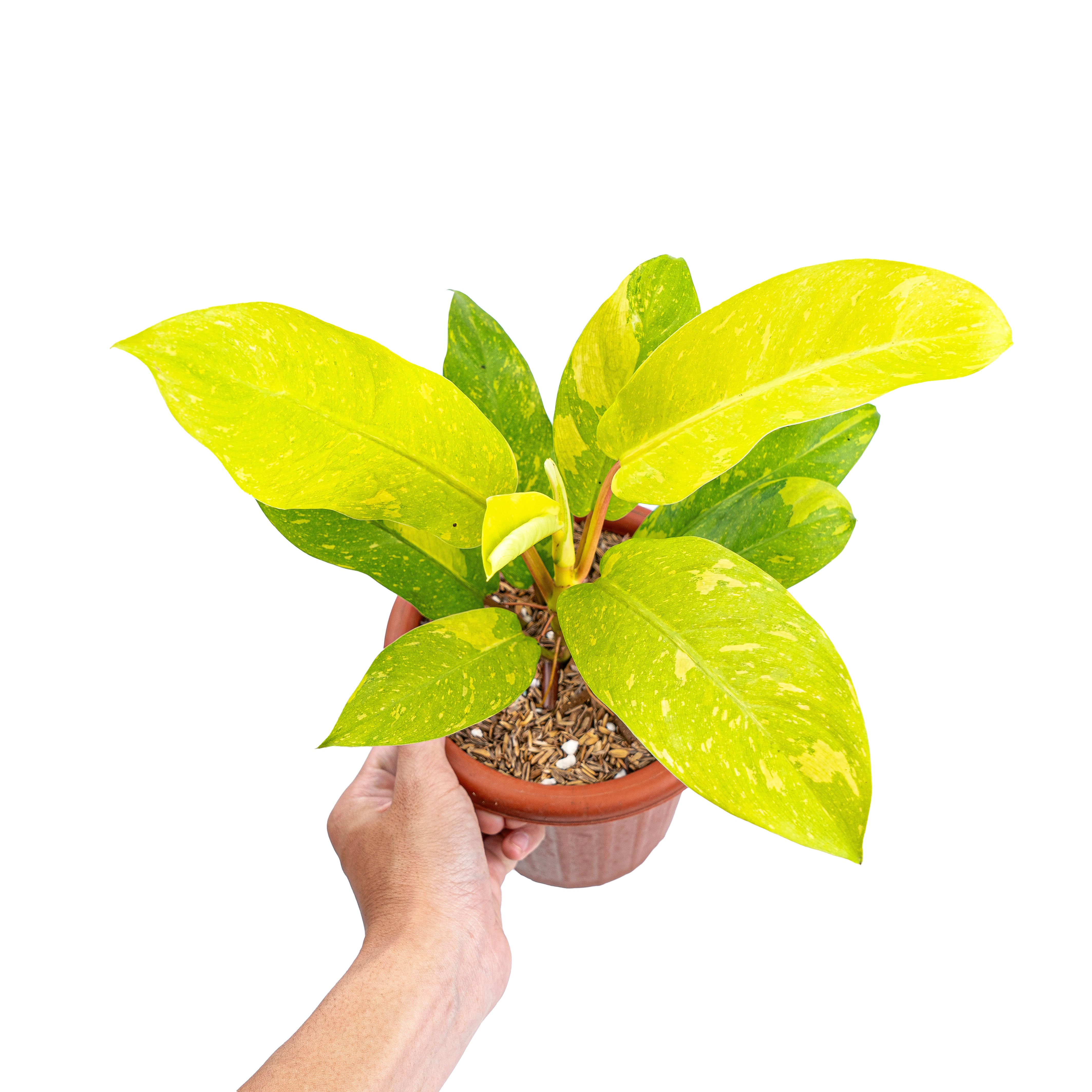 Philodendron Thai Sunrise