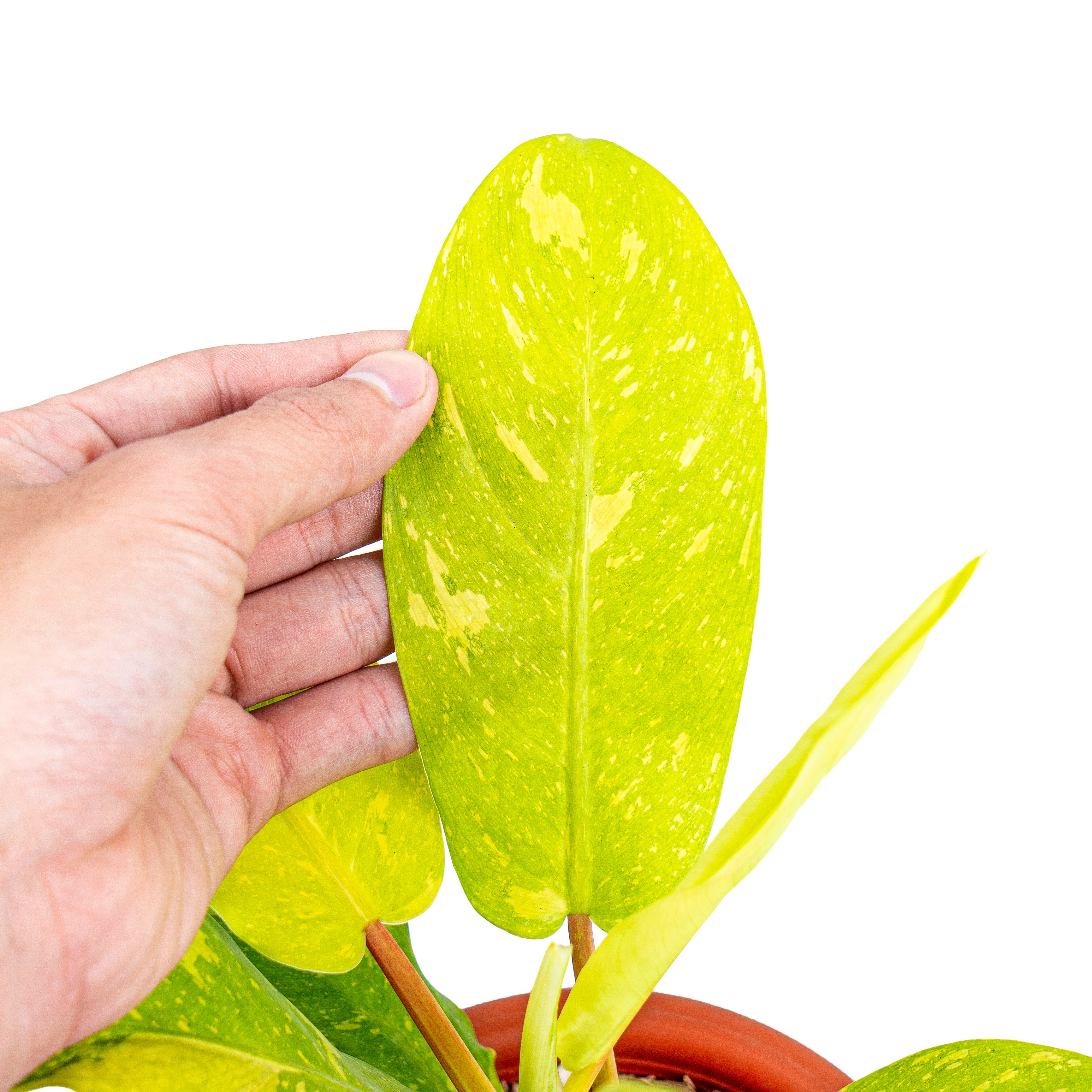 Philodendron Thai Sunrise