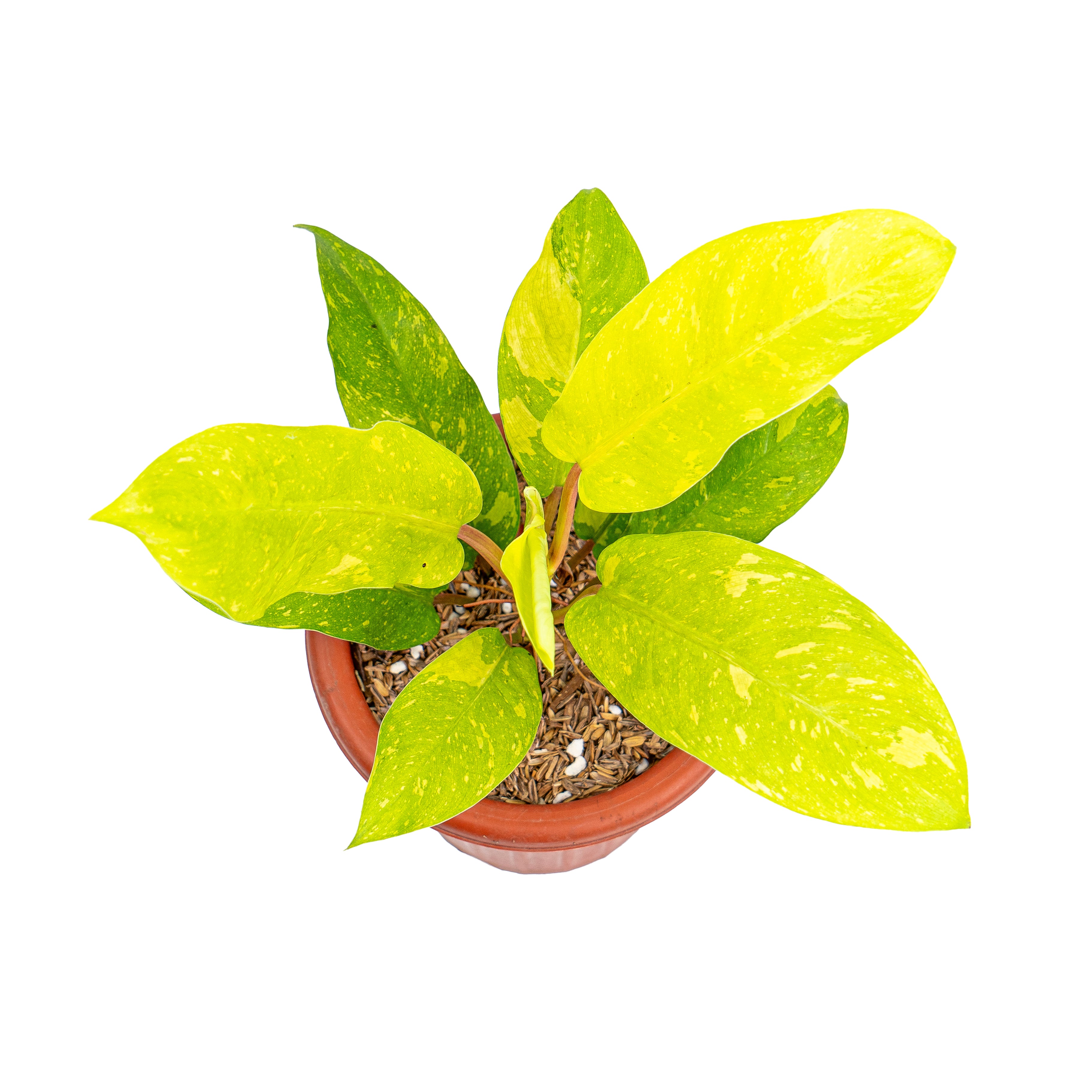 Philodendron Thai Sunrise