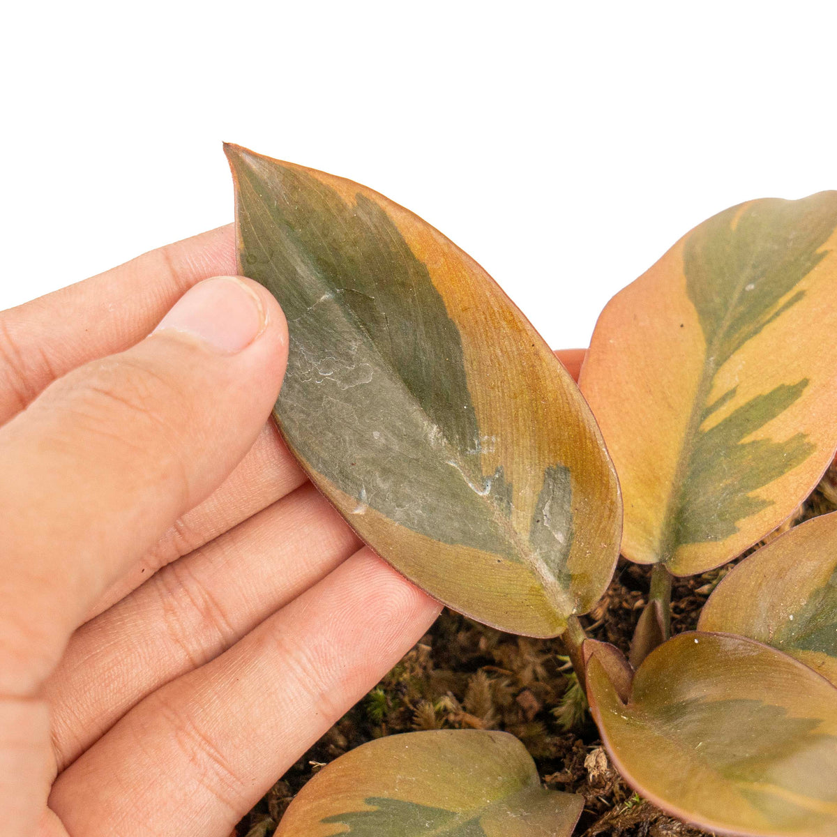 Philodendron black cardinal variegated