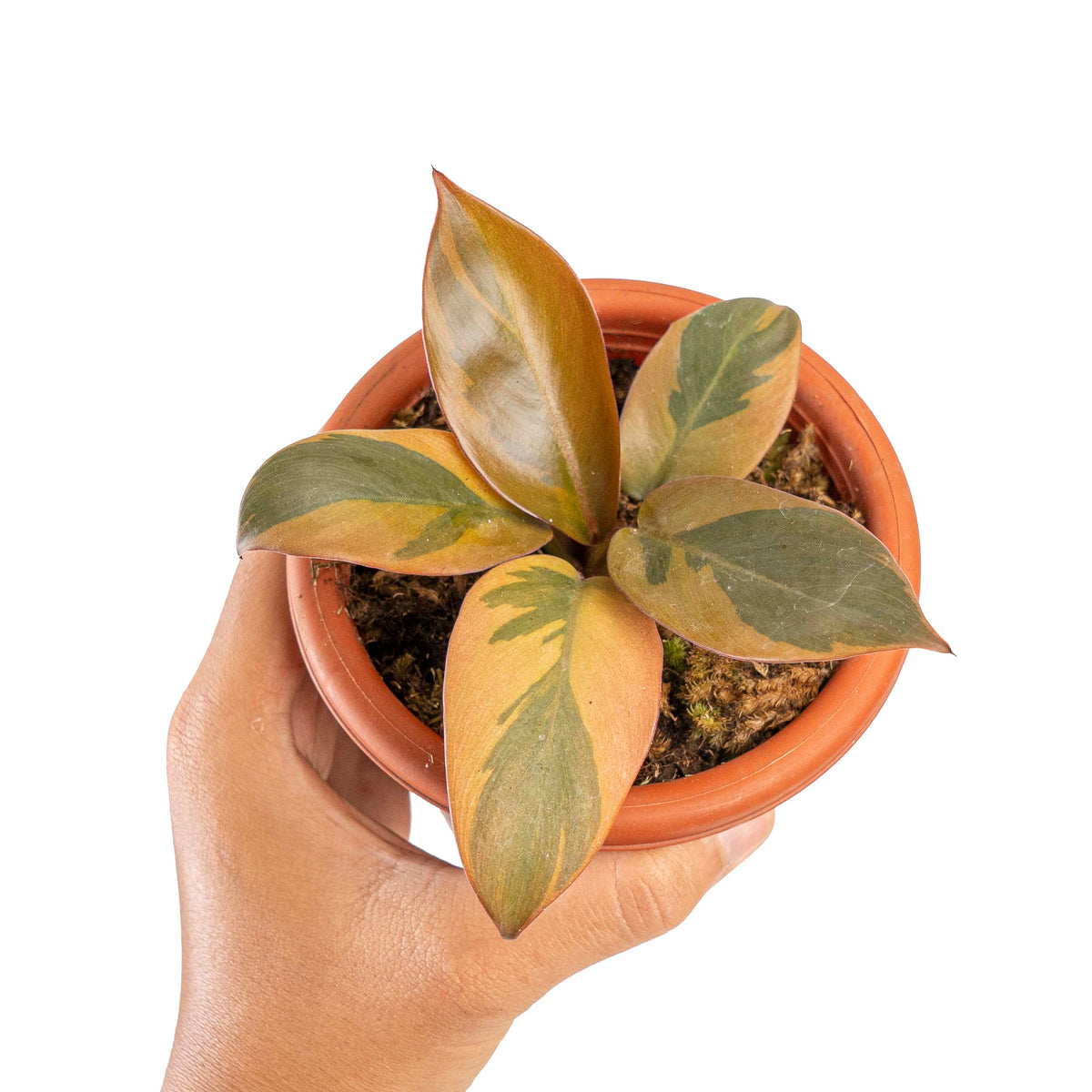 Philodendron black cardinal variegated
