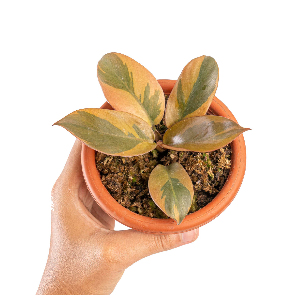 Philodendron black cardinal variegated
