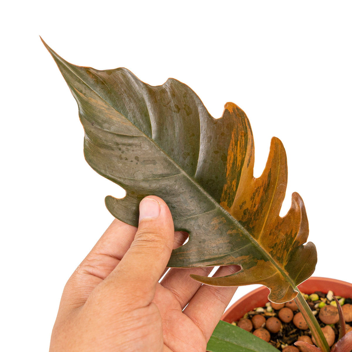 Philodendron caramel marble variegated