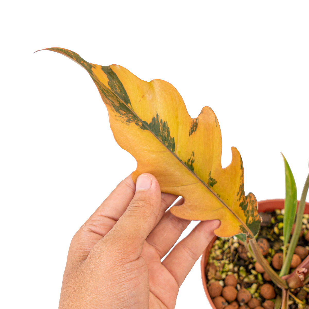 Philodendron caramel marble variegated