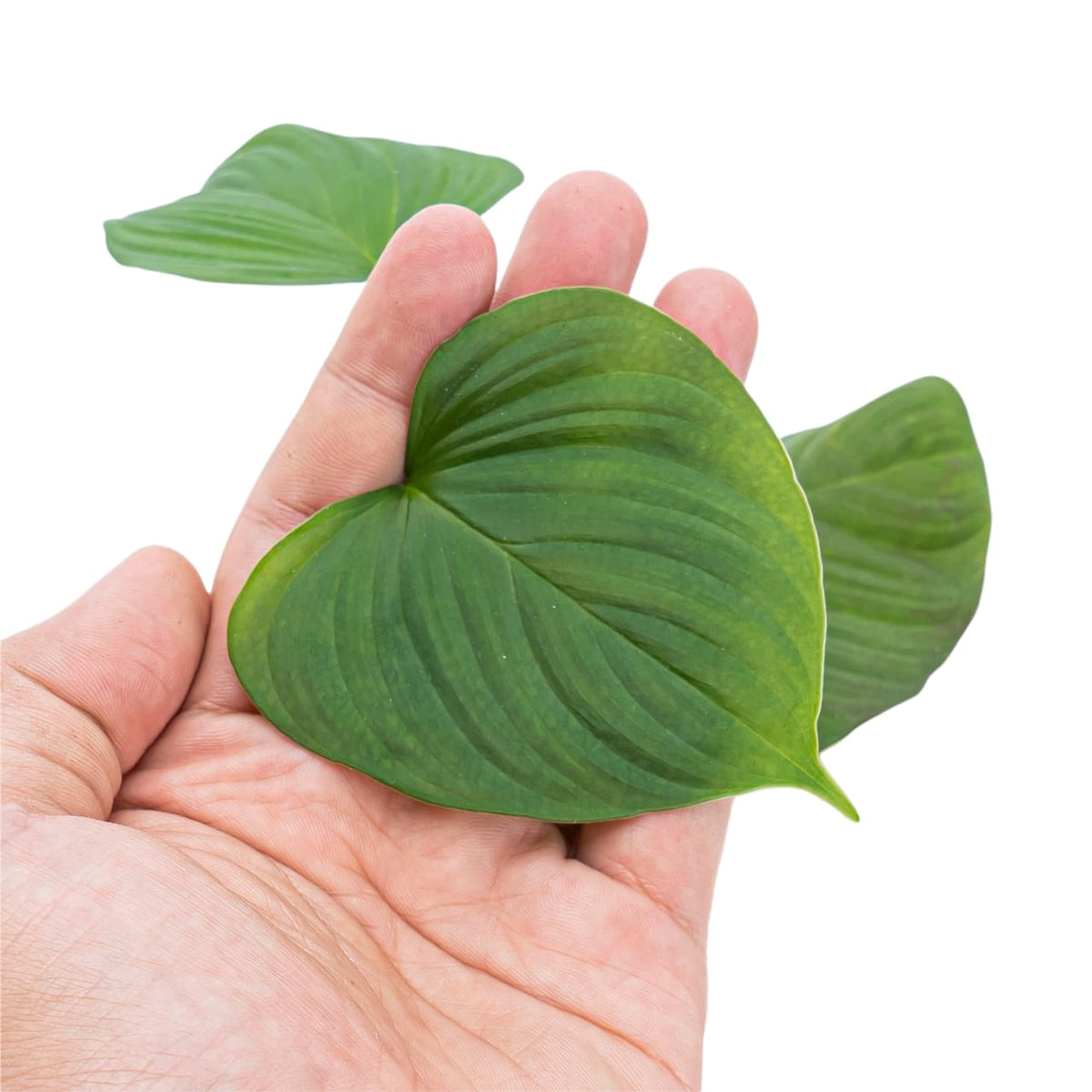 Philodendron Vibrae Catapillum