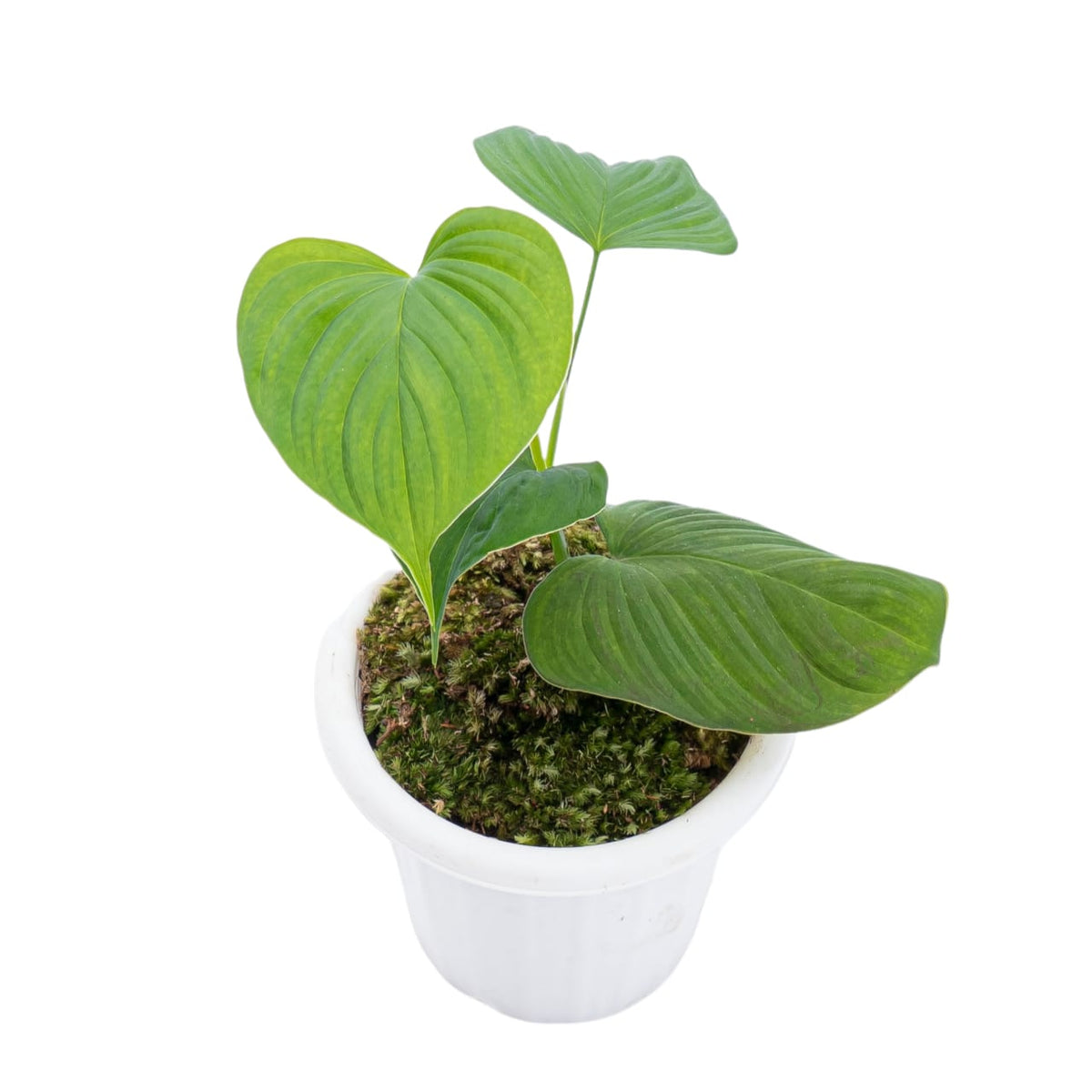 Philodendron Vibrae Catapillum