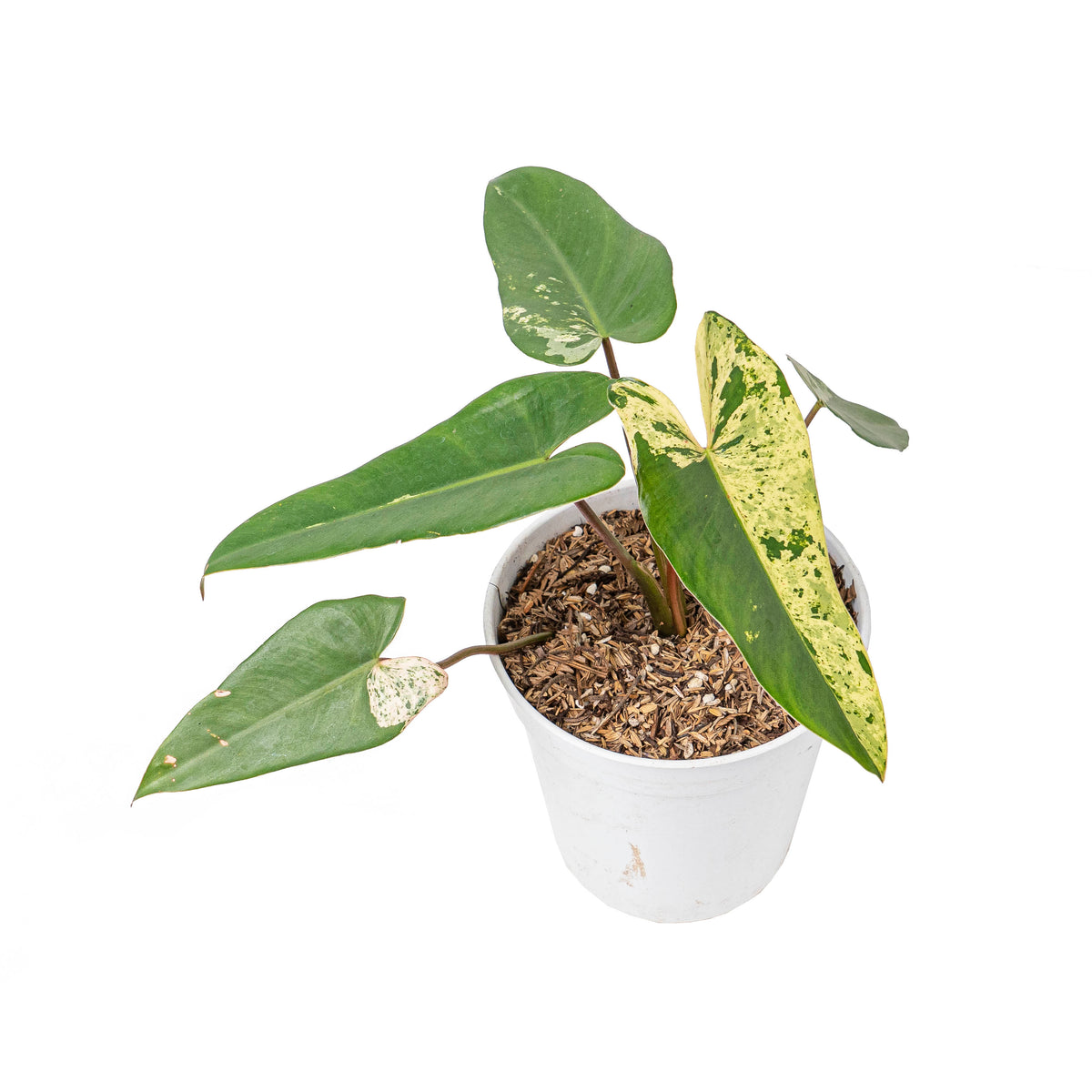 Philodendron ilsemanii variegated