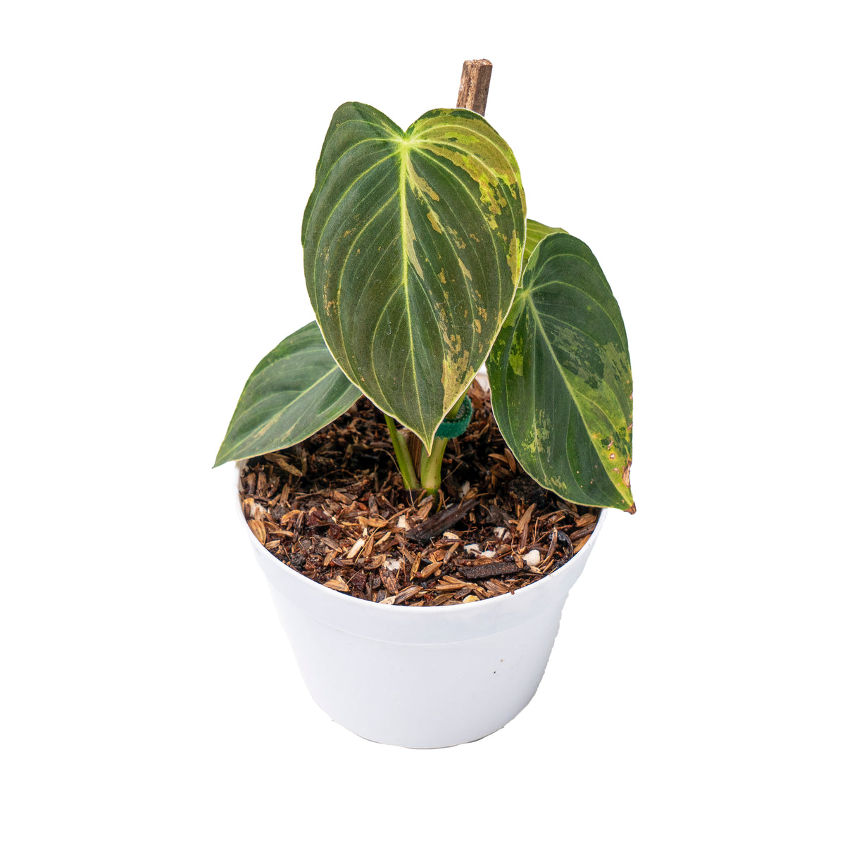 Philodendron melanochrysum variegated