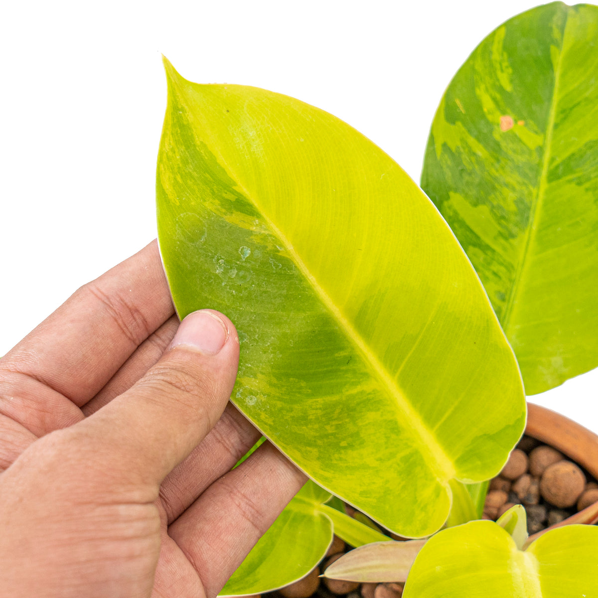 Philodendron moonlight variegated