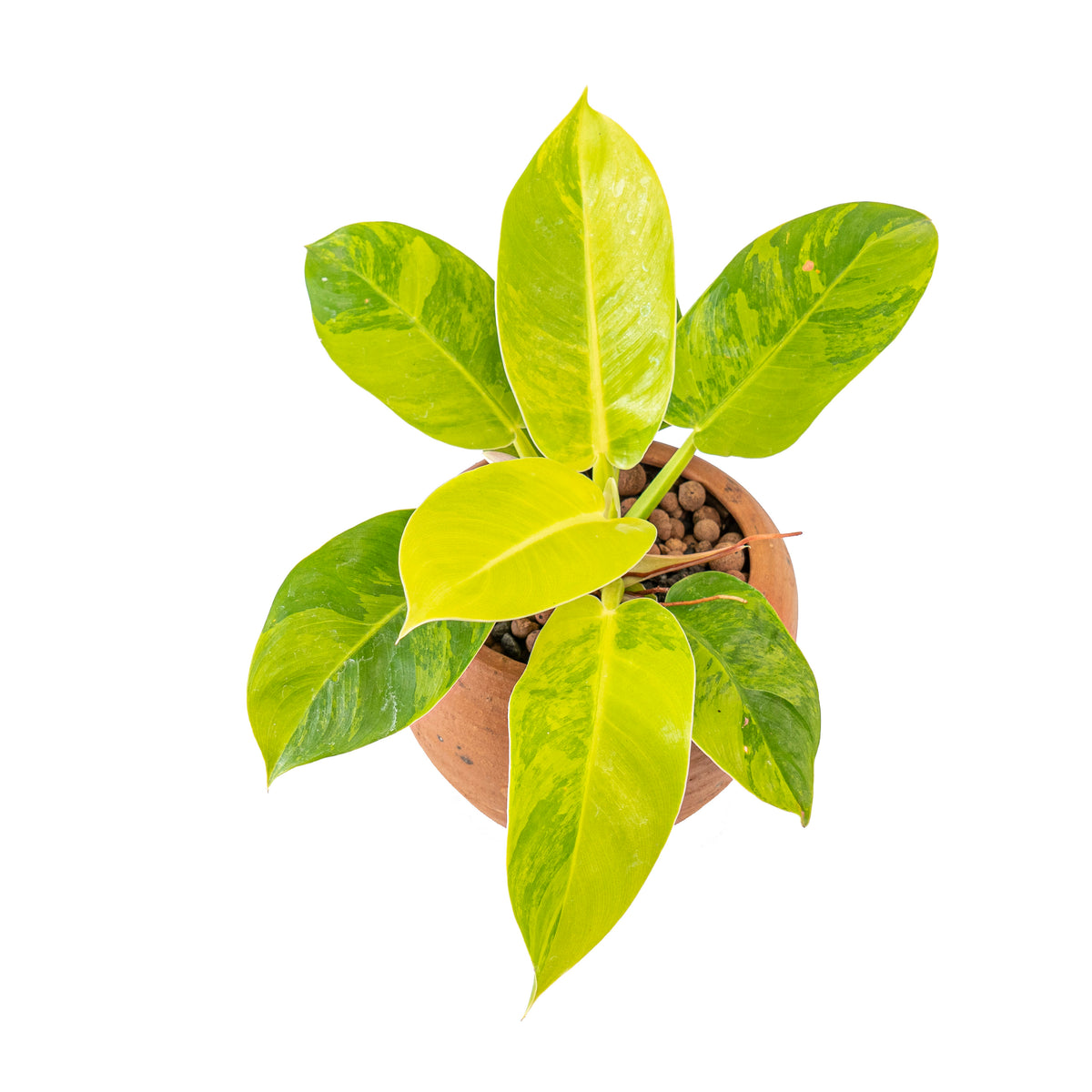 Philodendron moonlight variegated