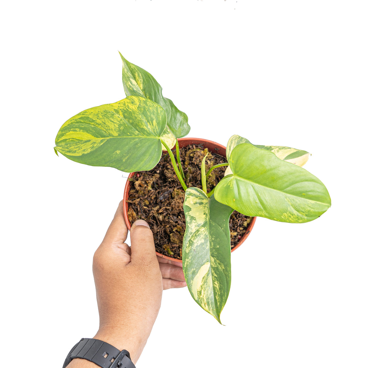 Philodendron violin variegated