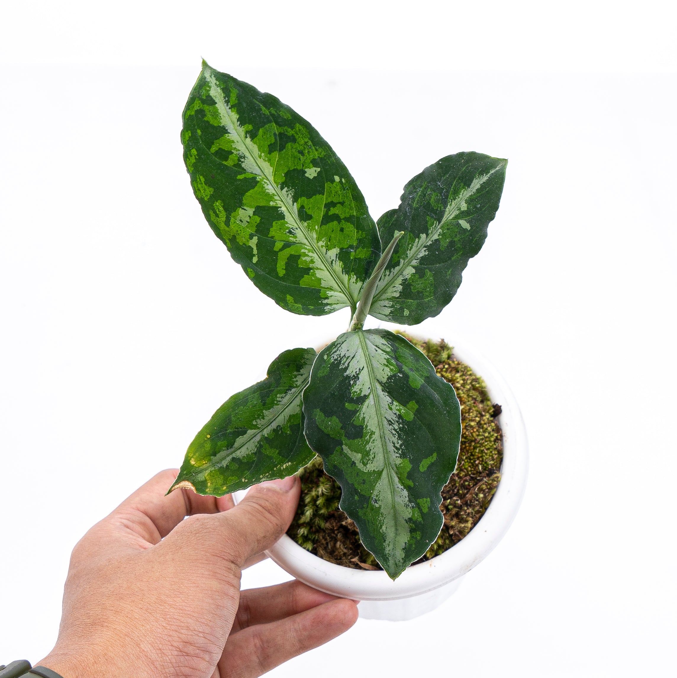 Aglaonema Pictum Tricolor
