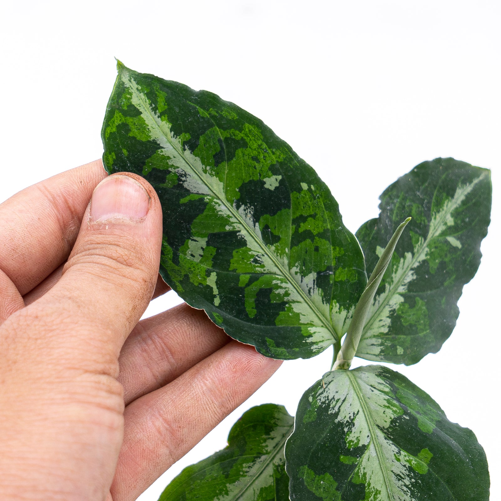 Aglaonema Pictum Tricolor – Aroid Market