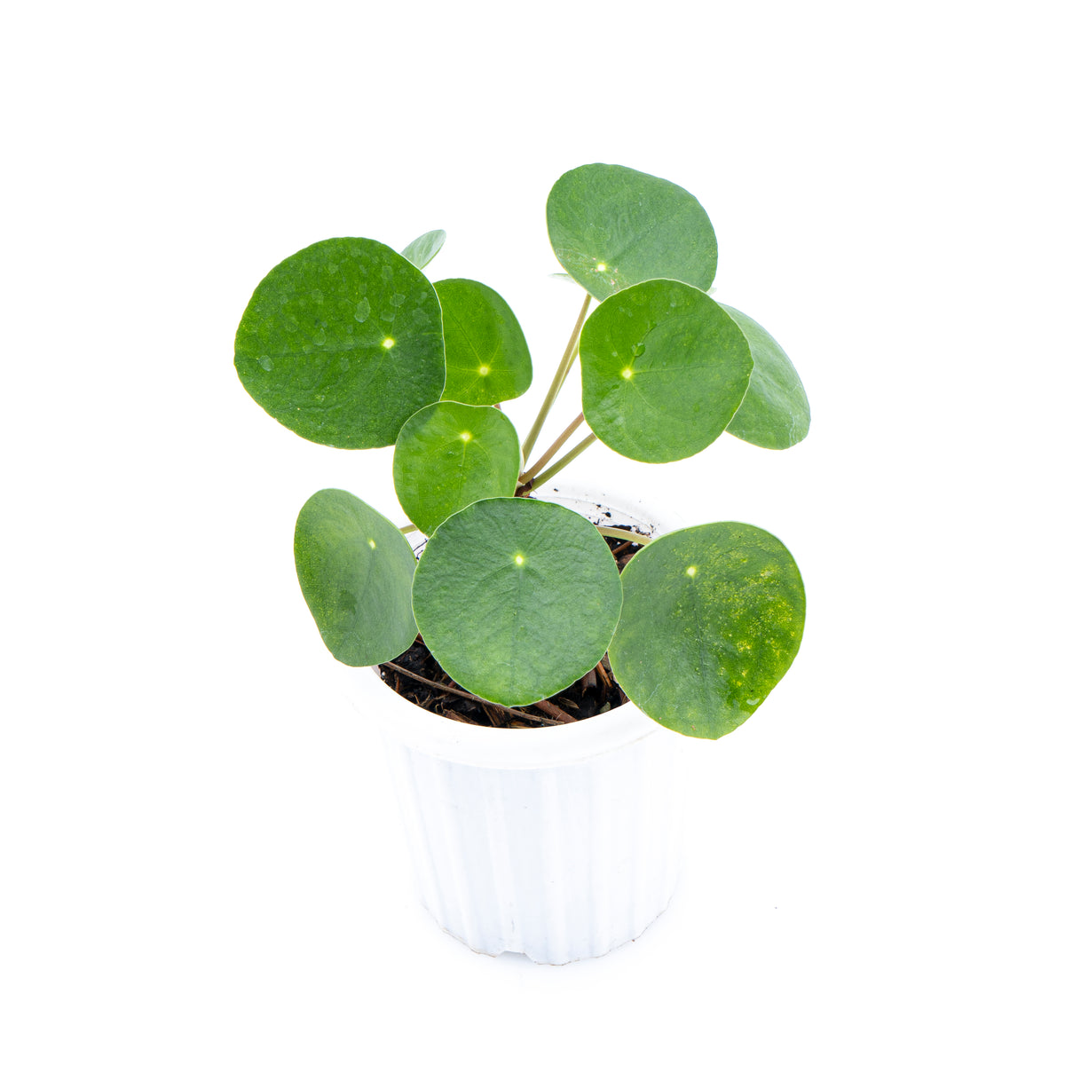 Pilea