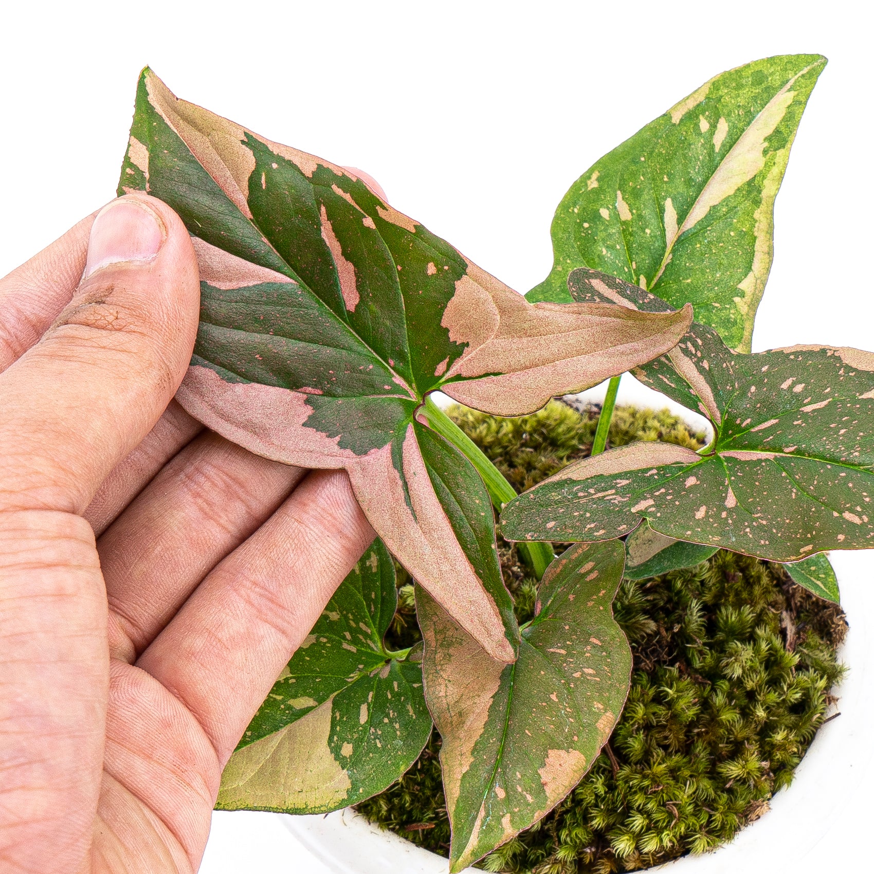 Syngonium Pink Splash