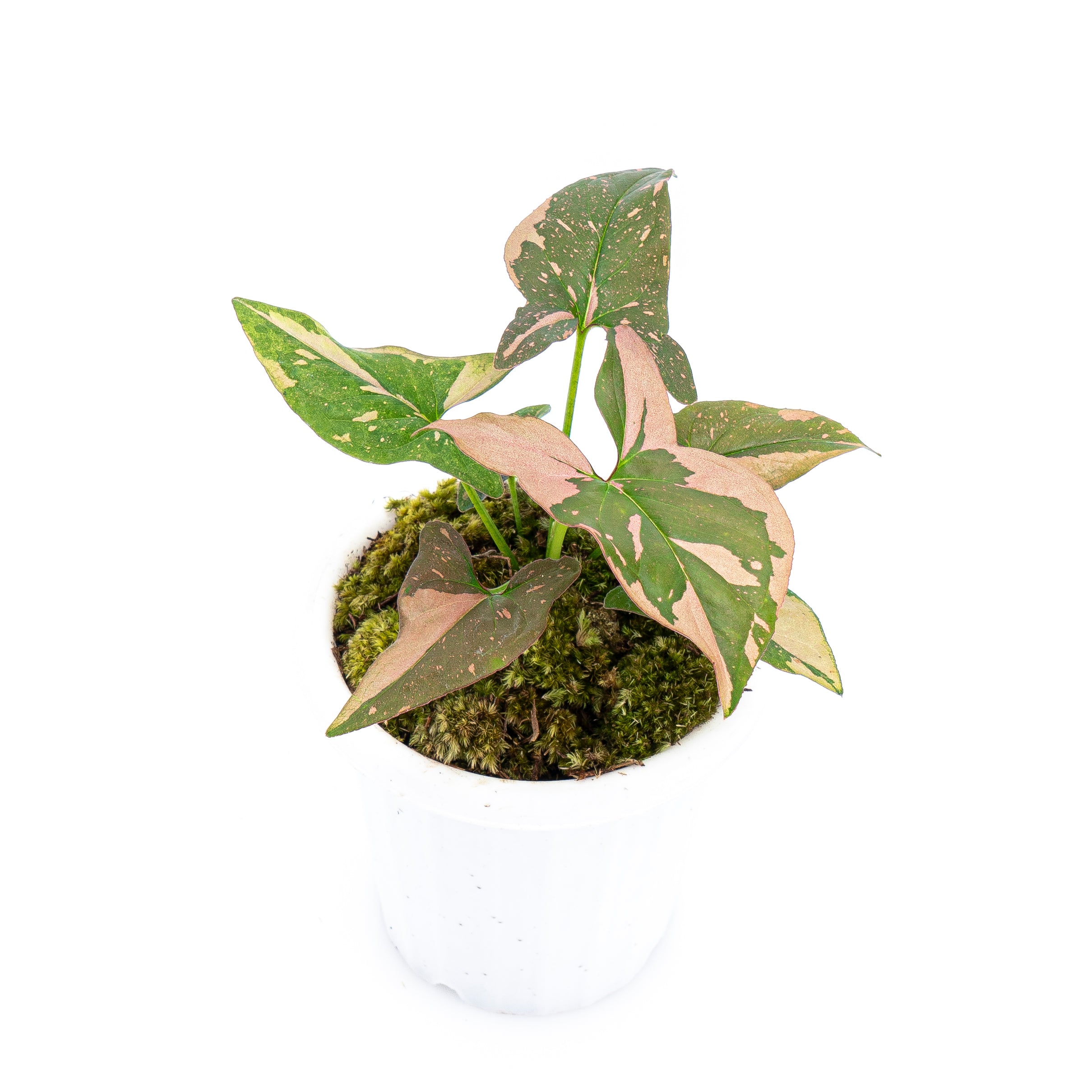 Syngonium Pink Splash