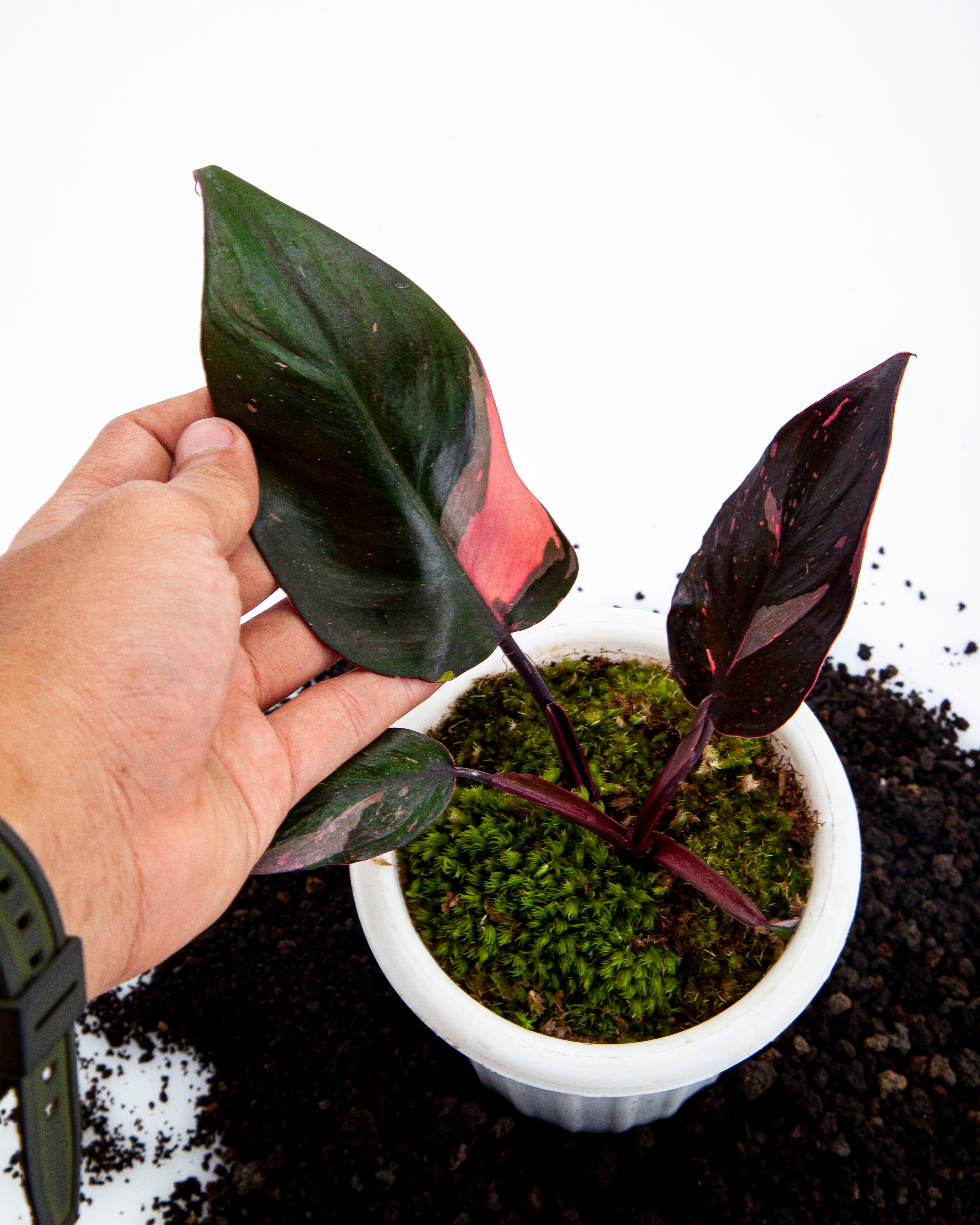 Philodendron Pink Princes