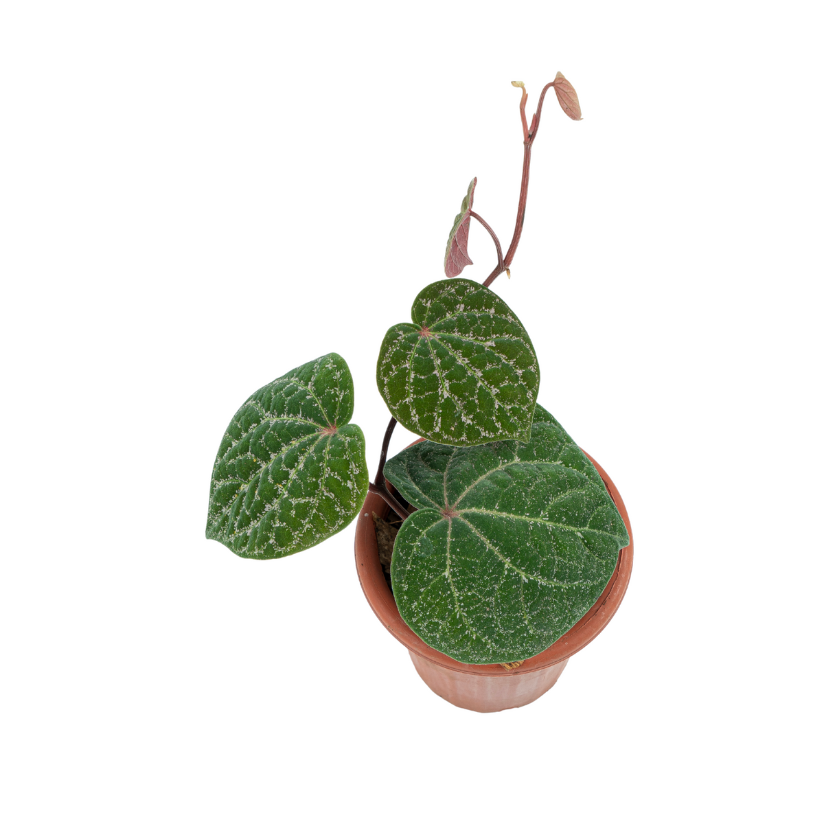 Piper Porphyrophyllum