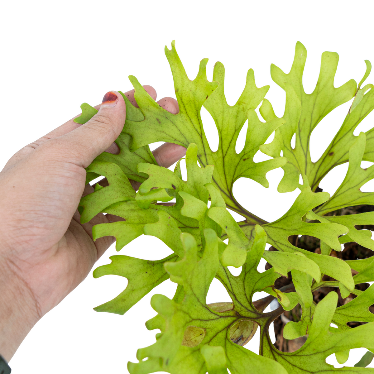 Platycerium Ridleyi