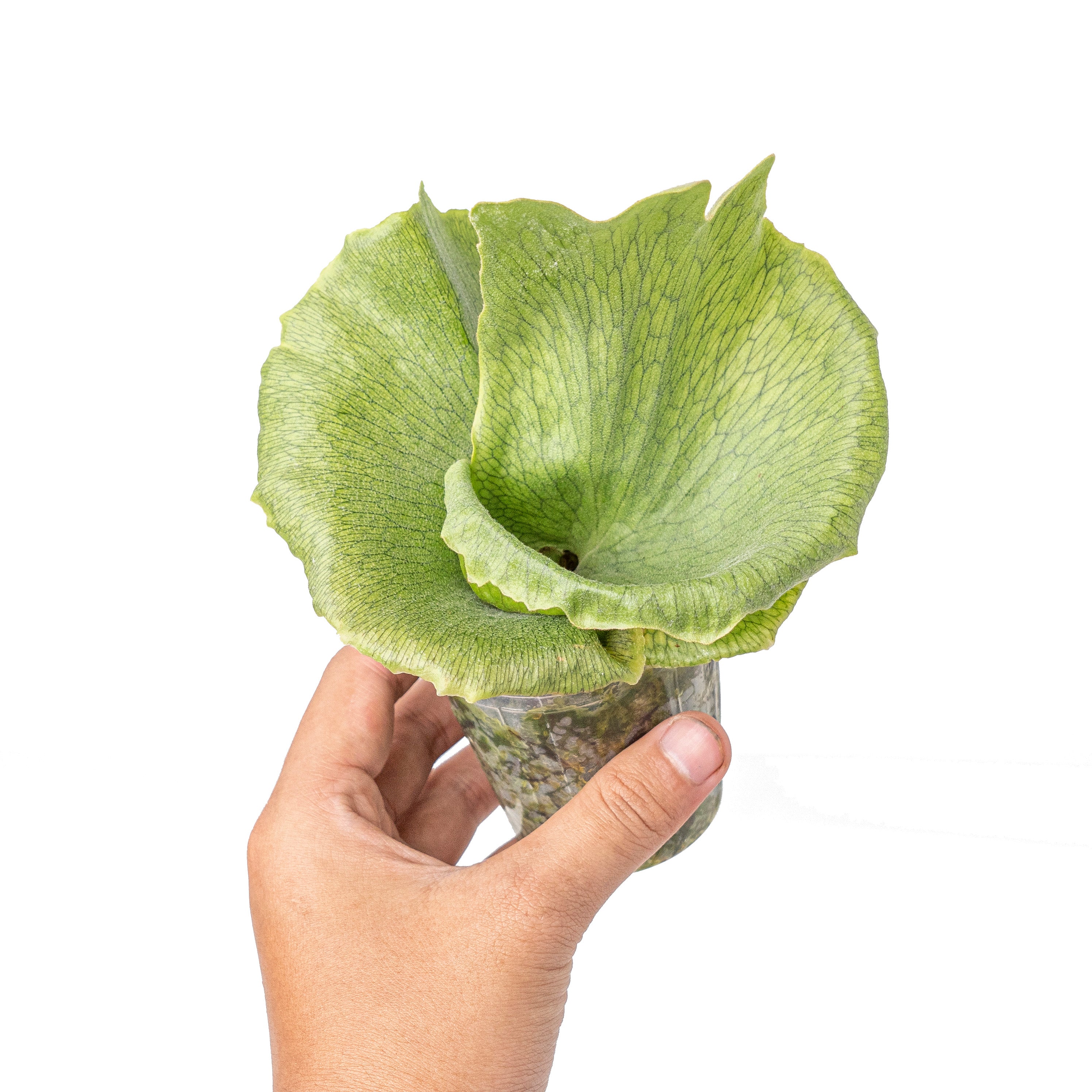 Platycerium wandae 