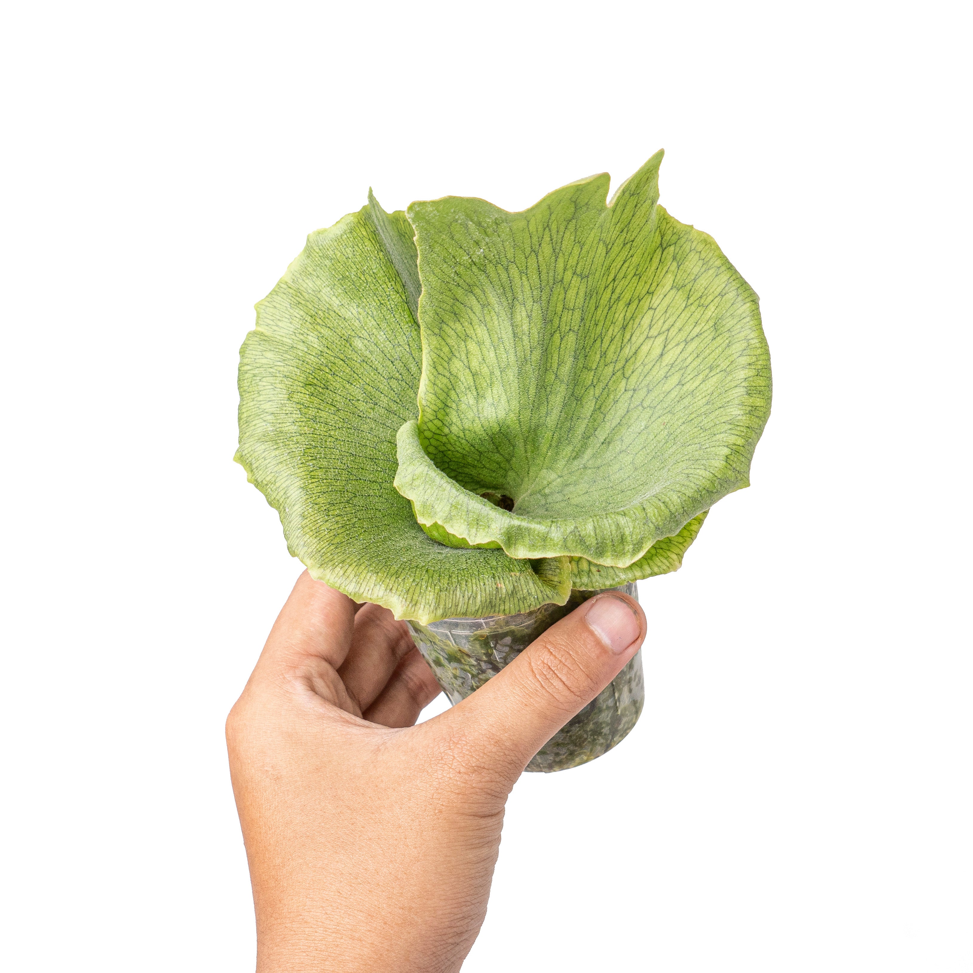 Platycerium wandae 