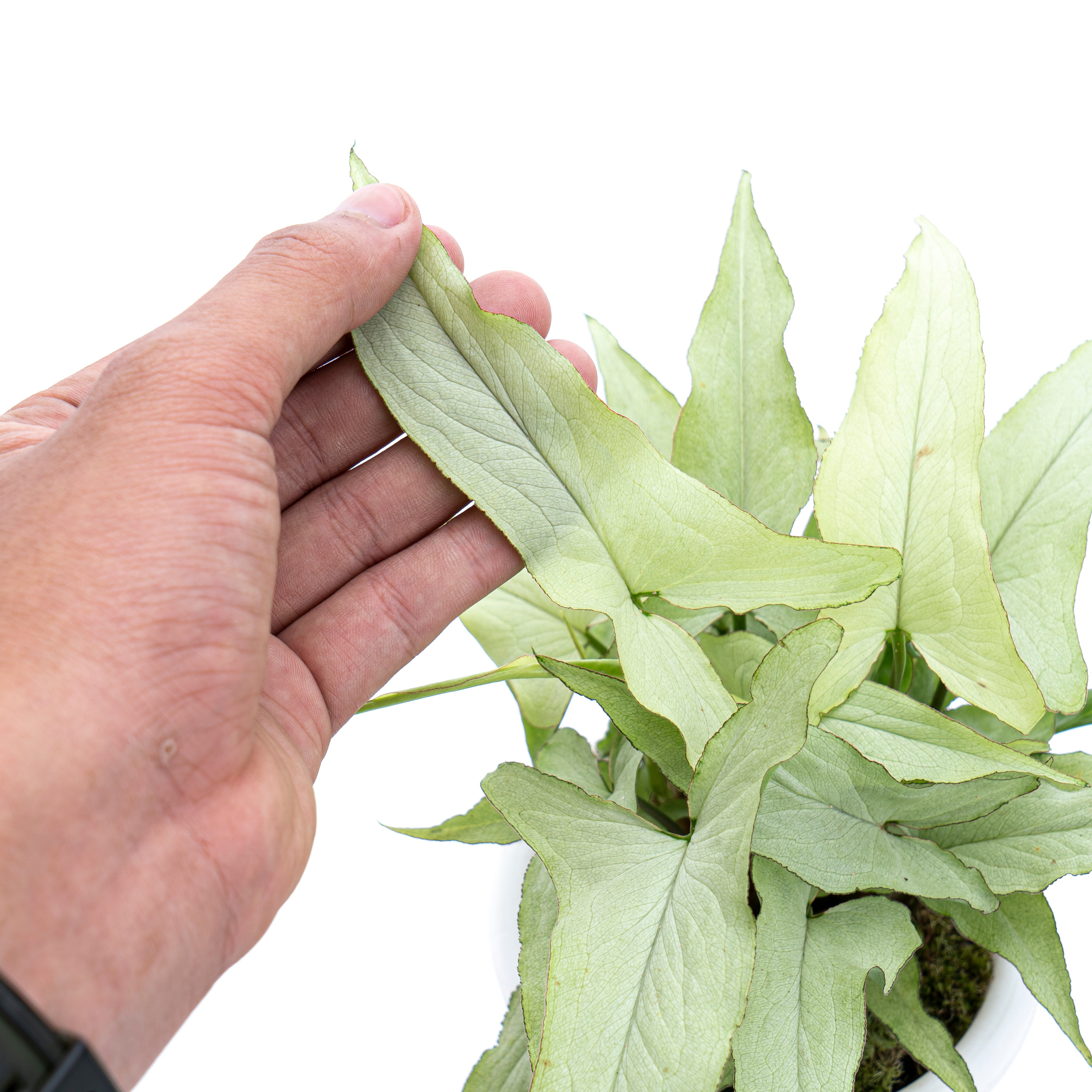 Syngonium White Narrow