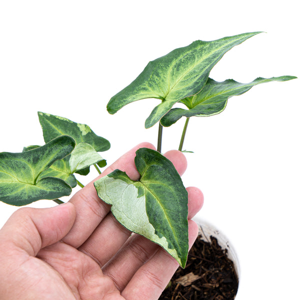 Syngonium Podophyllum Three Kings